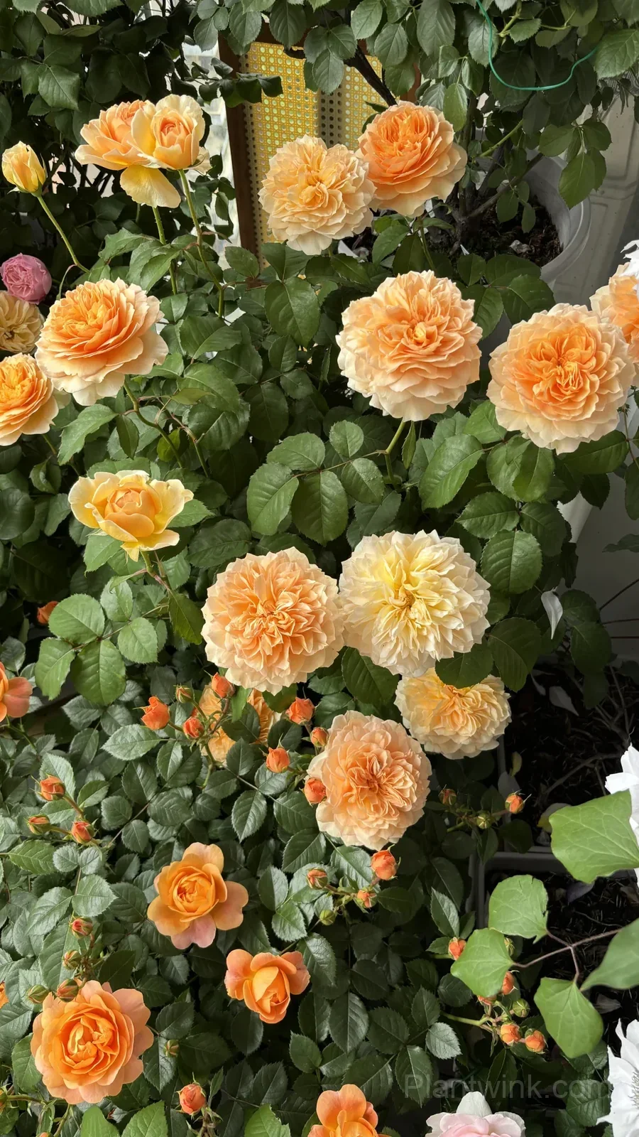 Creamy Yellow Rose Seeds – Golden Double Roses for Garden, Patio & Home Growing detail manual selection