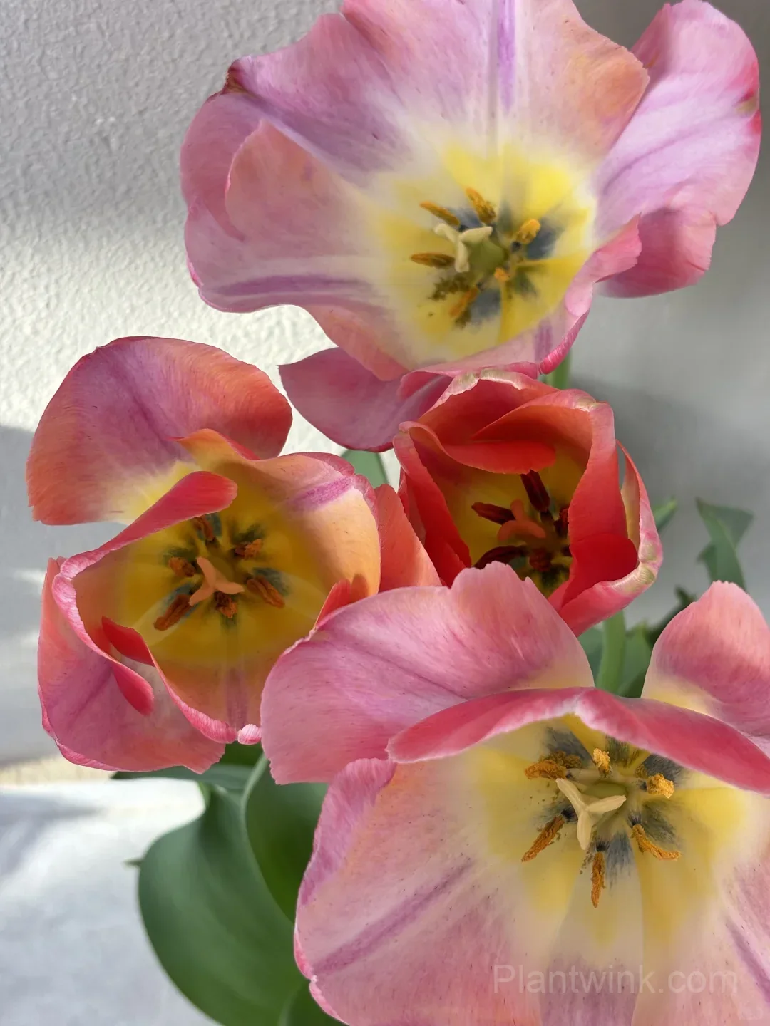 Peach Pink Tulip Bulbs – Coral Orange Flowering Tulips for Garden, Pots & Patio detail manual selection