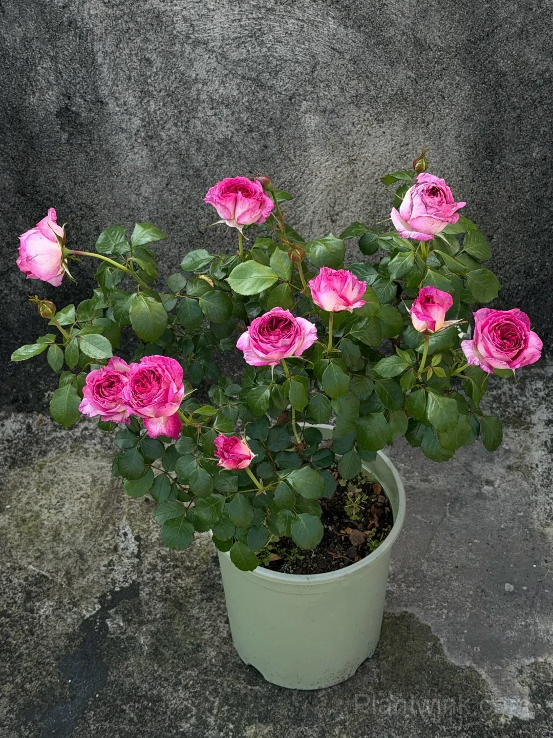 Blueberry Purple Rose Seeds – Ruffled Double Roses for Garden, Patio & Home Growing - View 2