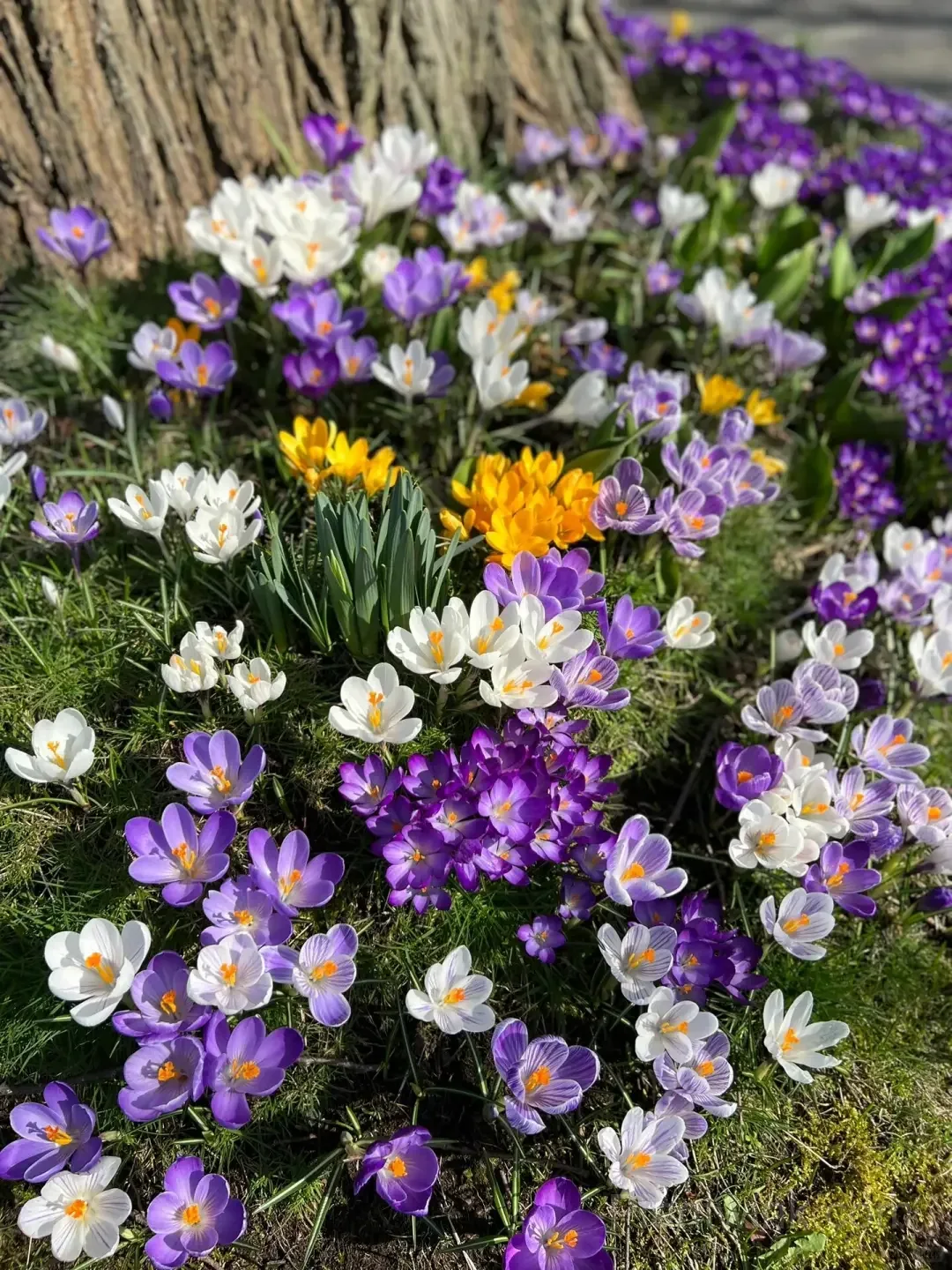 Crocus Bulbs – Colorful Spring Flowers for Garden, Pots & Landscaping - View 1