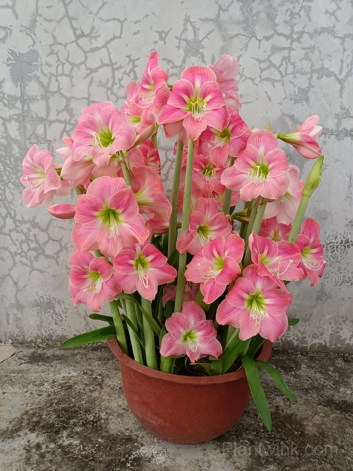 Amalfi Amaryllis Bulbs – Beautiful Flowering Bulbs for Indoor & Garden Growing - Alt