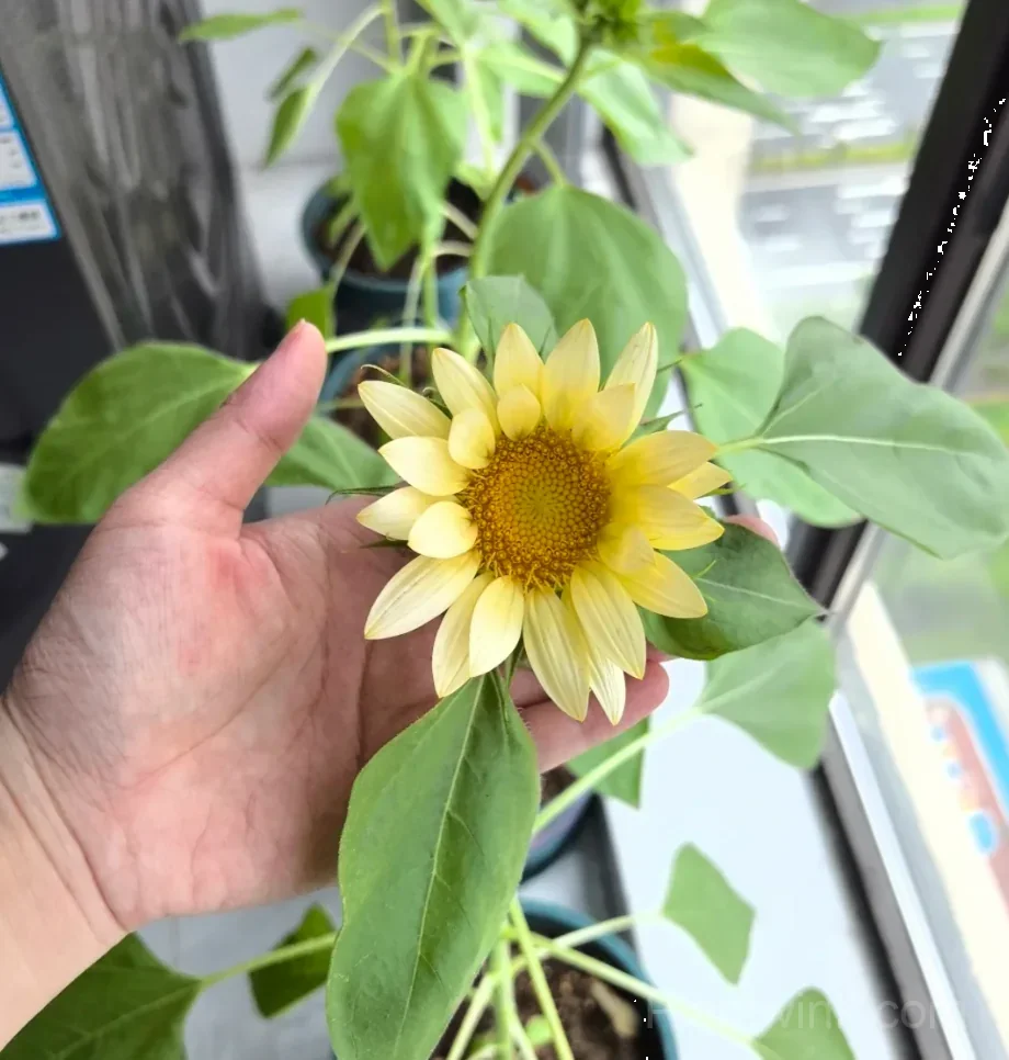 Cream Sunflower Seeds – Soft Yellow Blooms, Easy to Grow & High Germination - View 5