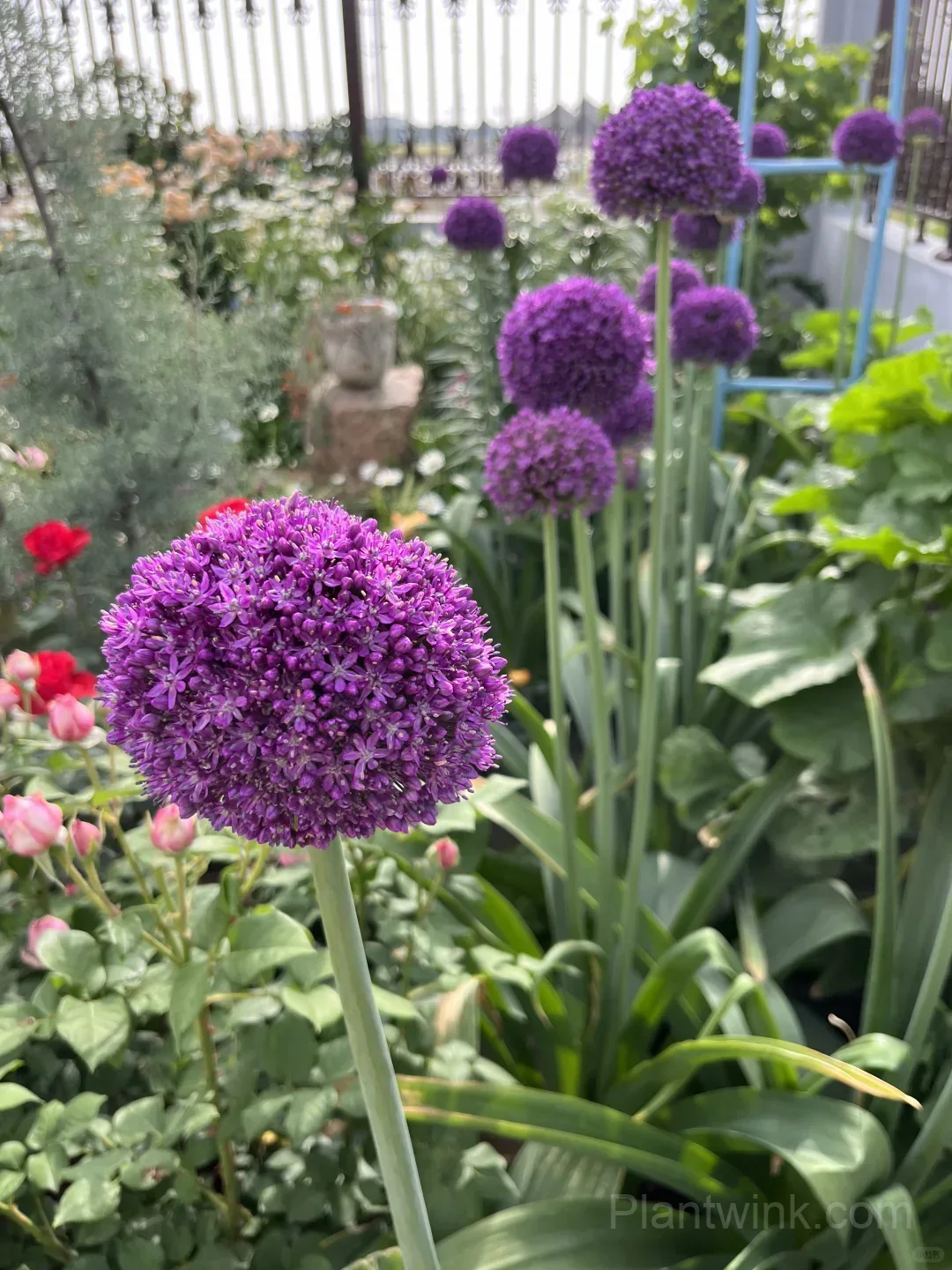 Allium Giganteum Bulbs – Giant Purple Globe Flowers for Garden Borders, Containers & Dried Floral Displays detail manual selection