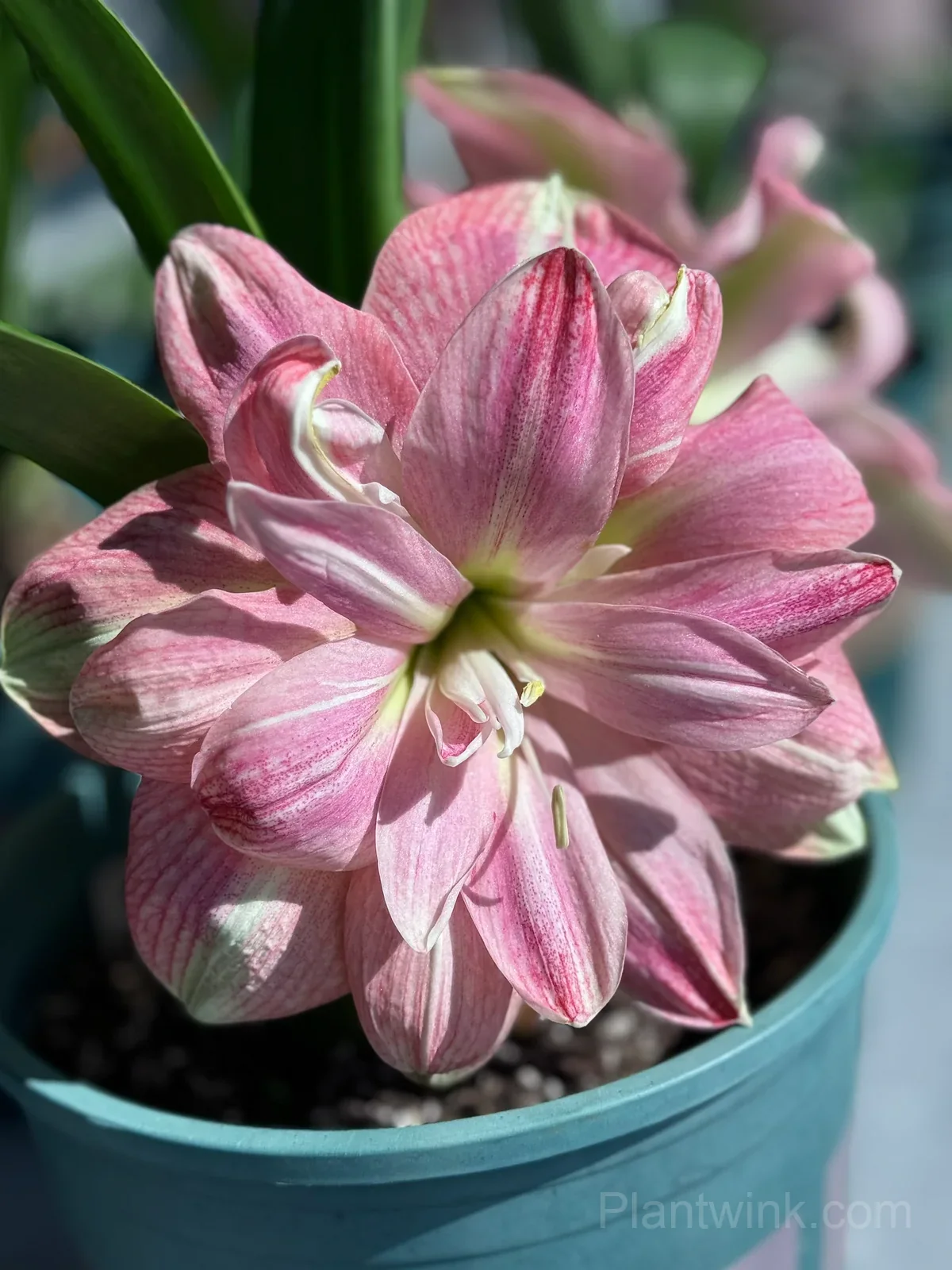 Pink Amaryllis Bulbs – Vibrant Pink Blooms, Easy to Grow & Reblooming - Main