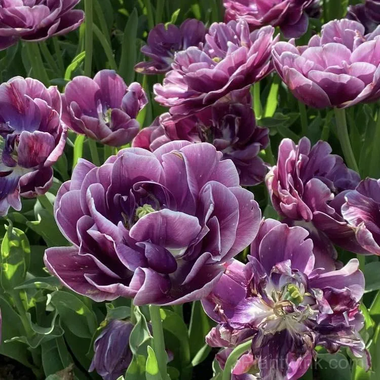 Purple & White Double Tulip Bulbs – Elegant Spring Blooms for Garden & Home detail manual selection