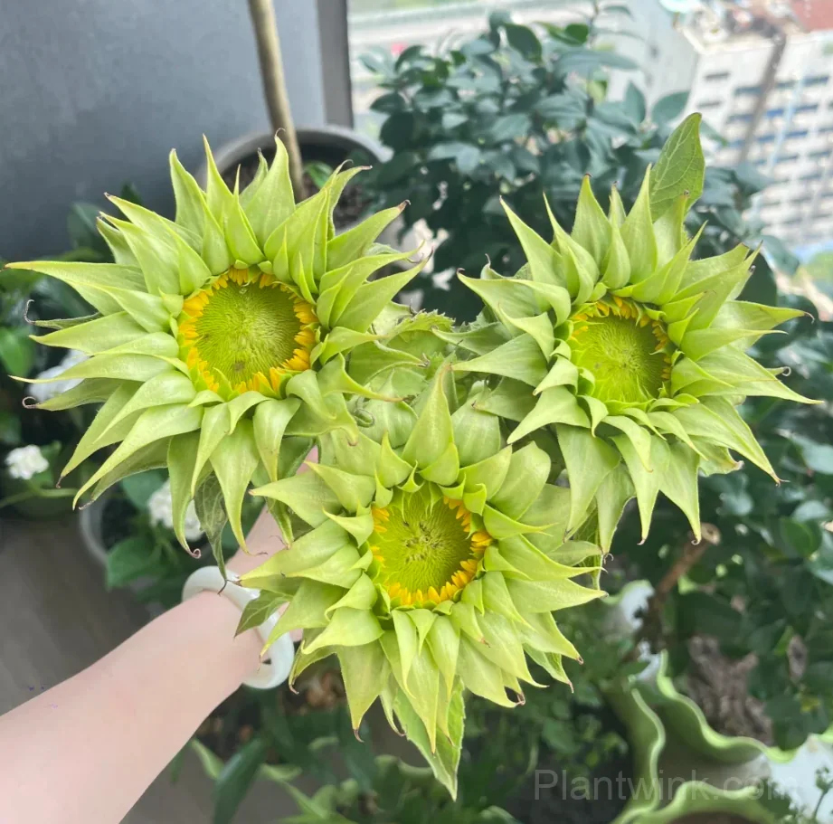 Forest Heart & Devil’s Eye Sunflower Seeds – Unique Red & Dark-Centered Flowers for Garden & Home - View 2