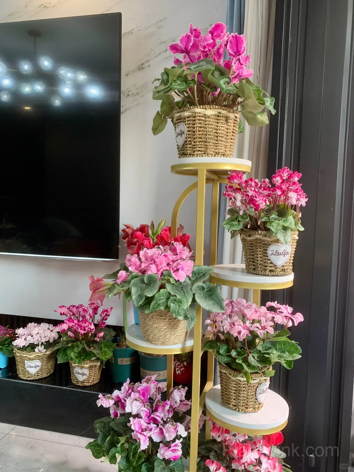Cyclamen Bulbs– Easy-to-Grow Winter Bloomers for Indoor Pots, Balcony Planters & Holiday Decor - View 3