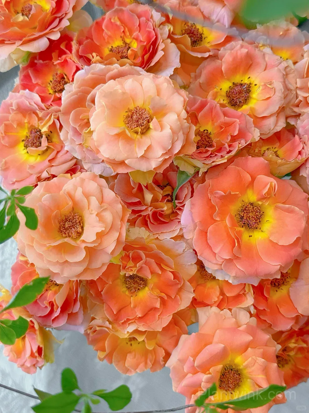 Brass Band Rose Seeds - Award-Winning Apricot Orange Floribunda, Disease Resistant Garden Flower detail manual selection