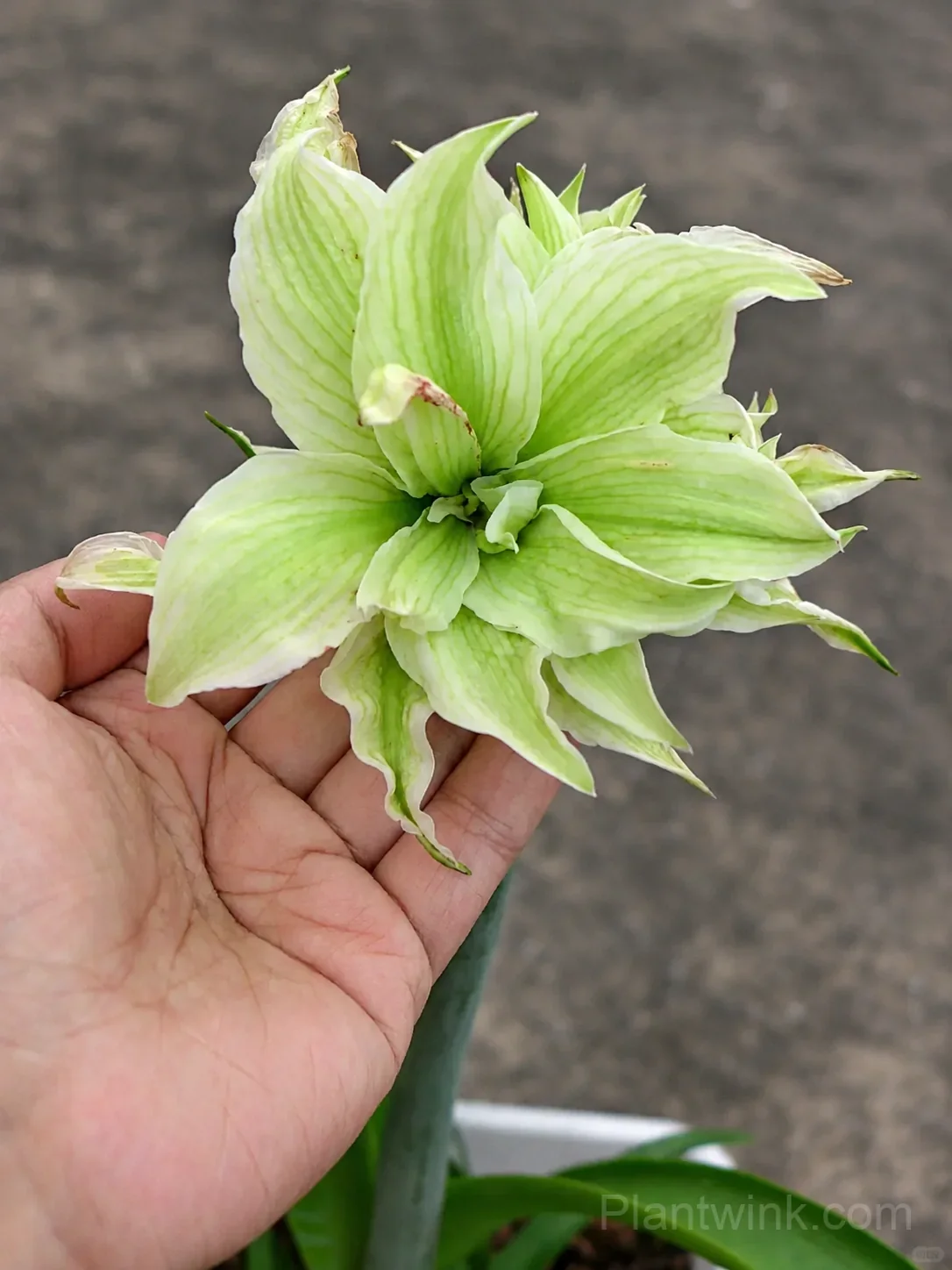 Green Amaryllis Bulbs – Unique Green Flowering Bulbs for Indoor & Garden Growing - View 3