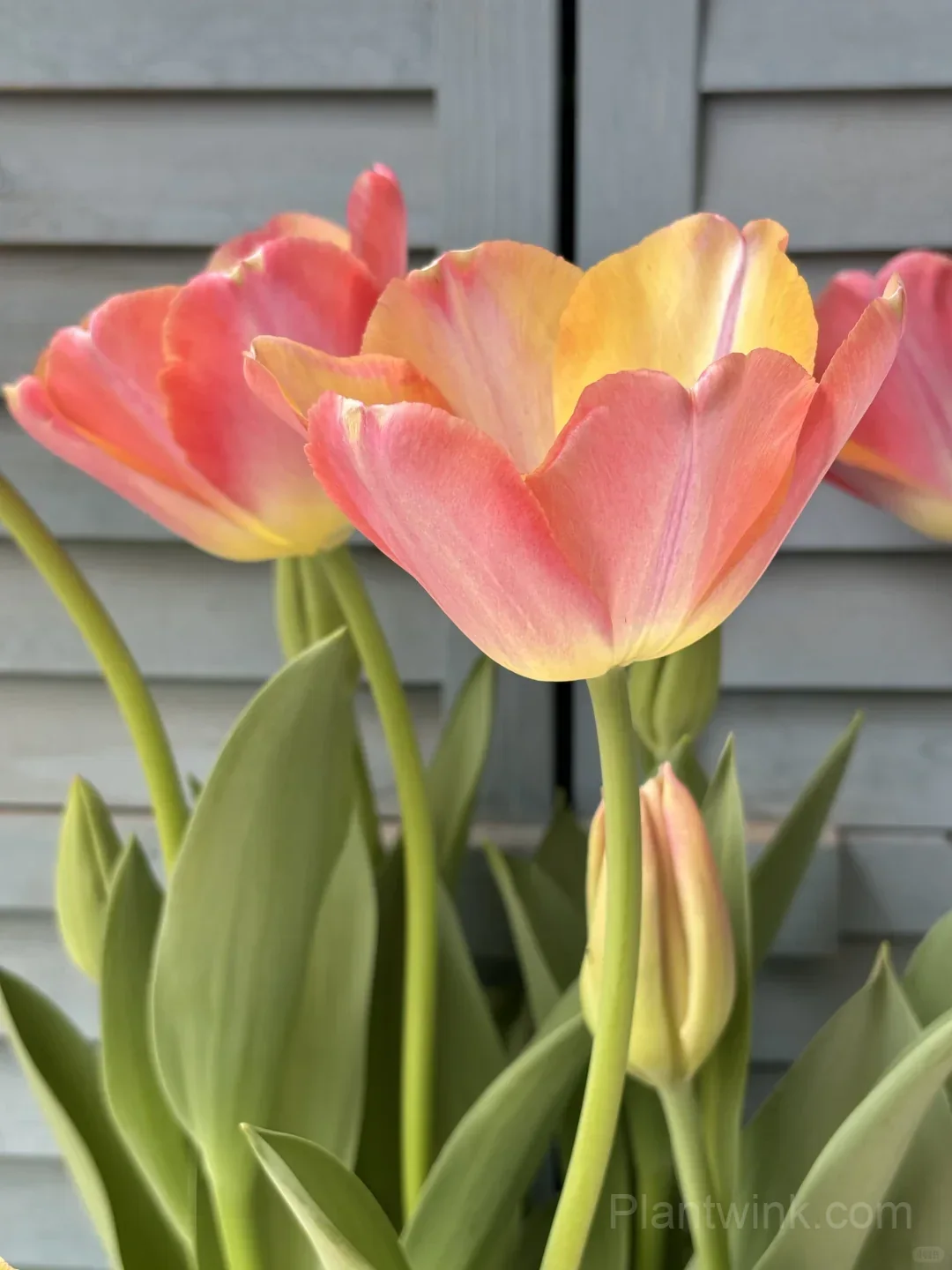 Peach Pink Tulip Bulbs – Coral Orange Flowering Tulips for Garden, Pots & Patio - View 1