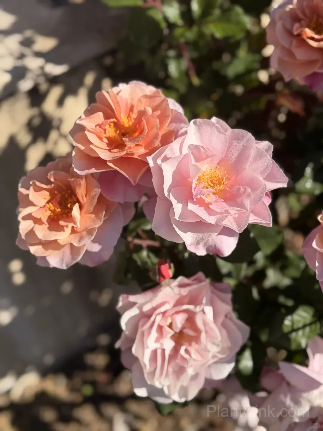 Distant Drums Rose Seeds - Rare Color-Changing Mauve & Bronze Shrub, Strong Myrrh Fragrance - View 4