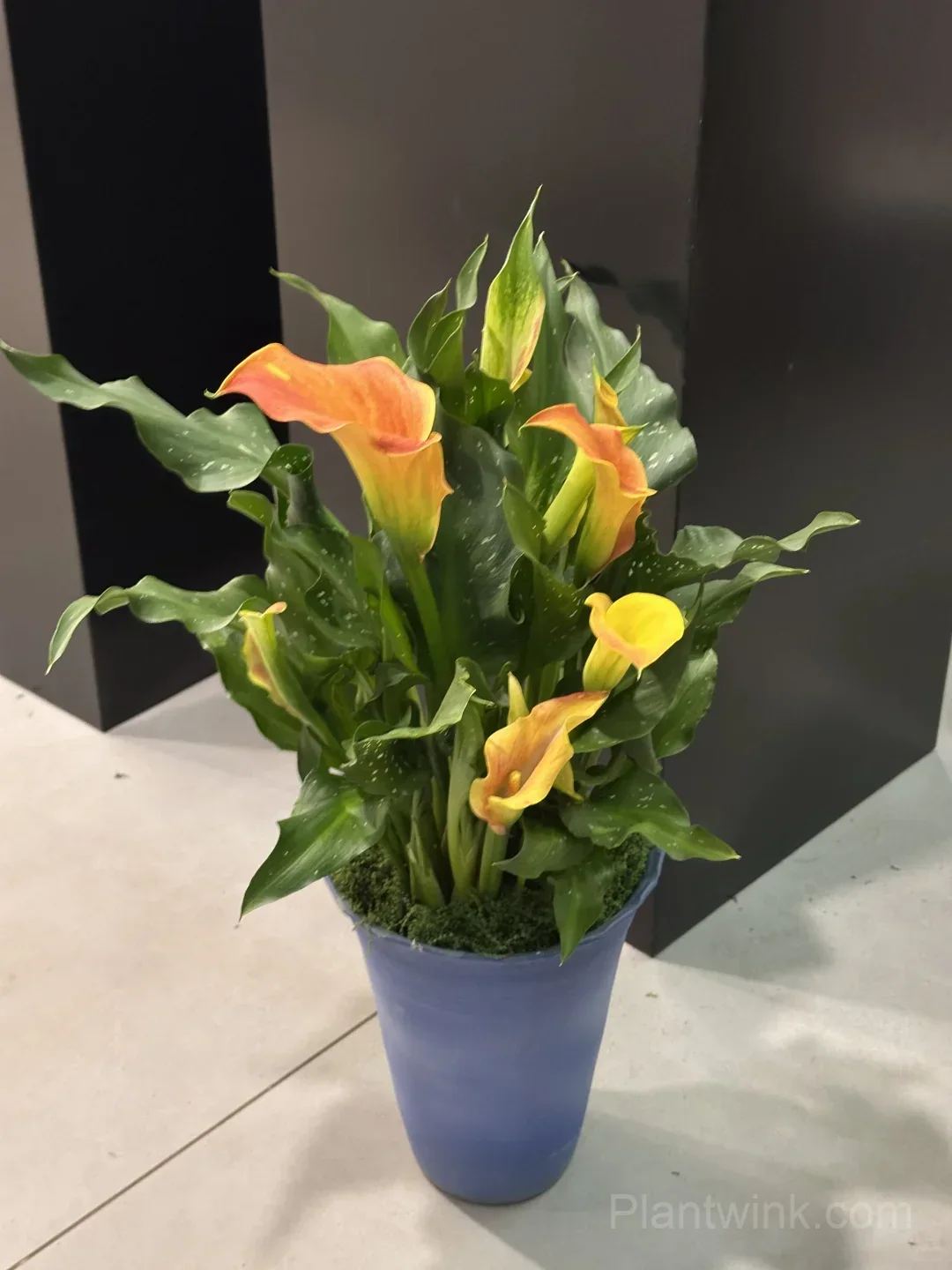 Calla Lily Bulbs – Elegant Trumpet-Shaped Blooms for Garden Beds, Patio Containers & Cut Flower Arrangements - View 6