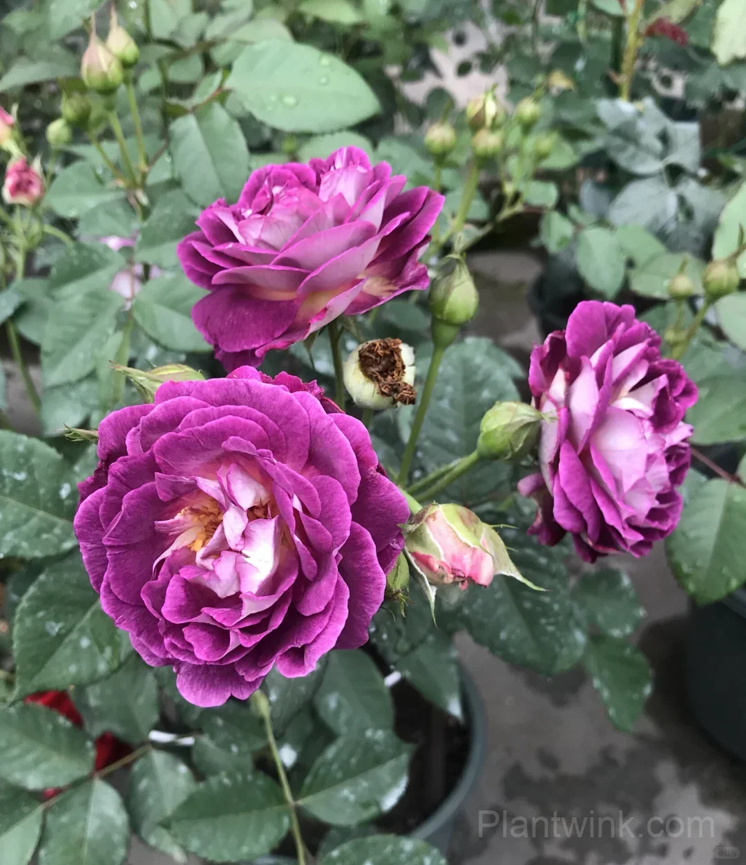 Deep Purple Rose Seeds – Magenta-Violet Double Blooms, Easy to Grow - Main