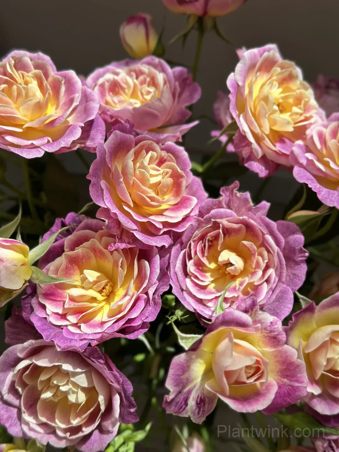 Diablesse de Mers Rose Seeds - Rare Purple & Gold Floribunda Rose, Disease Resistant Garden Plant - View 3
