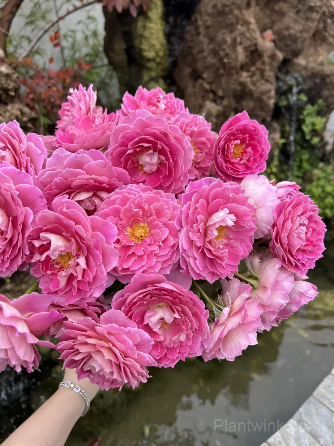 Ruffled Pink Rose Seeds – Large Double Roses for Garden, Patio & Home Growing detail manual selection