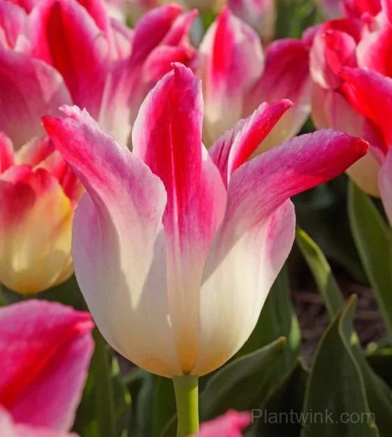 Marilyn Tulip Bulbs, Pink & White Lily-Flowered Tulips for Garden & Patio detail manual selection