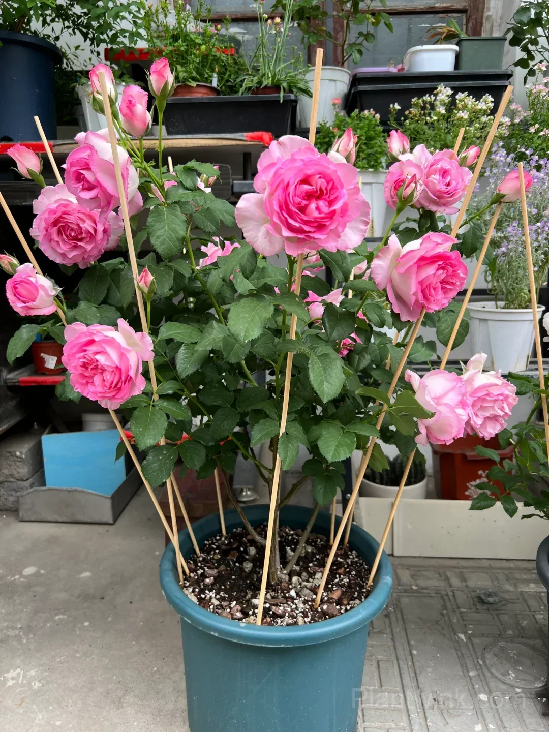 Pink Rose Seeds – Large Ruffled Double Roses for Garden, Patio & Home Growing - View 2