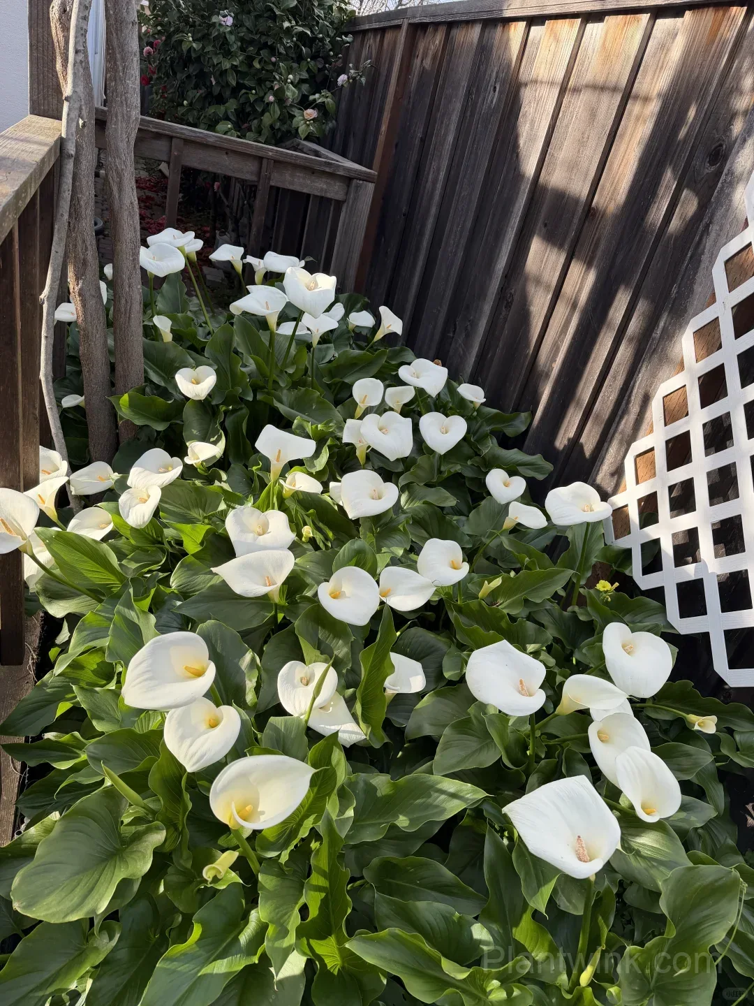 Calla Lily Bulbs – Elegant Trumpet-Shaped Blooms for Garden Beds, Patio Containers & Cut Flower Arrangements - View 4