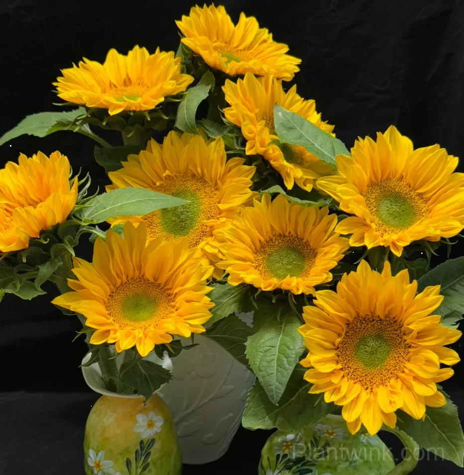 Green Center Sunflower Seeds – Unique Yellow Blooms, Easy to Grow & High Germination - View 3