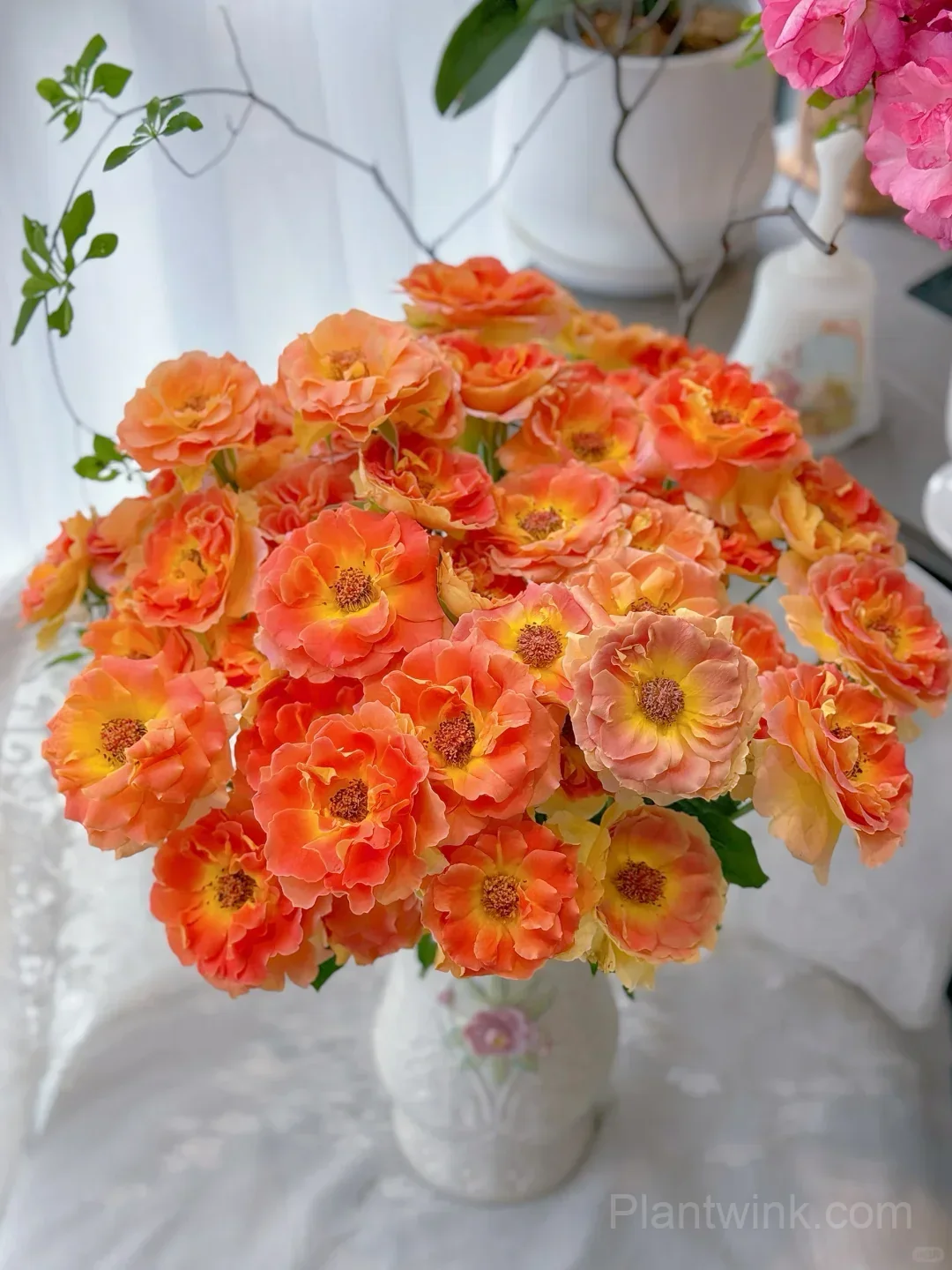Brass Band Rose Seeds - Award-Winning Apricot Orange Floribunda, Disease Resistant Garden Flower detail manual selection