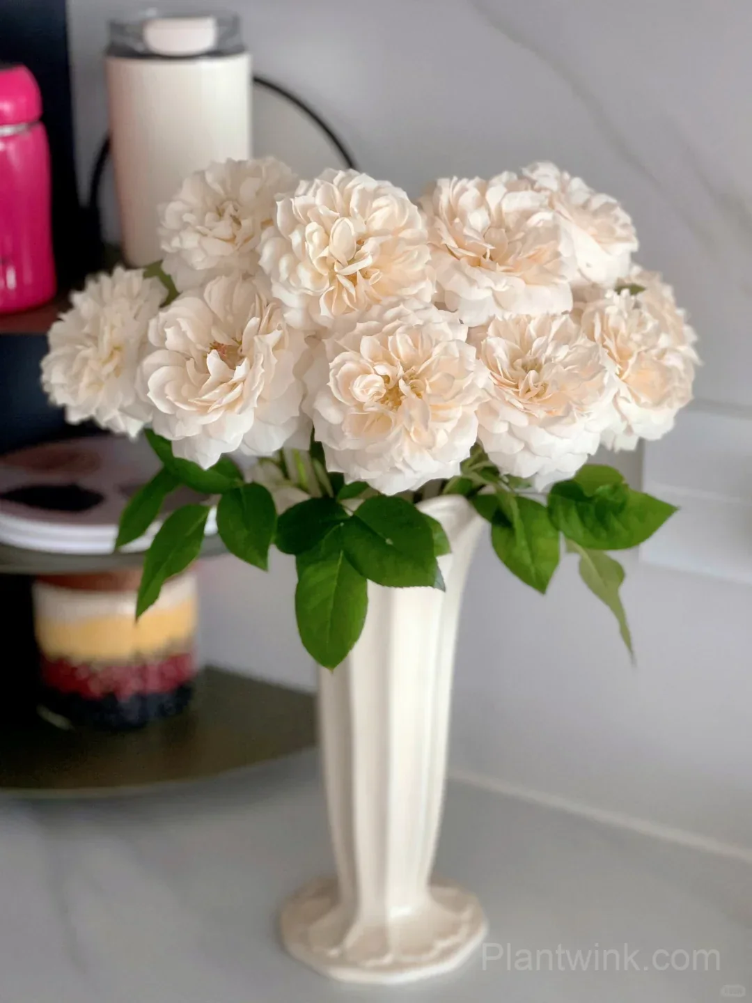 Opera Queen Rose Seeds - Cream & Apricot Bicolor Shrub Rose, Fragrant Citrus Scent - View 2