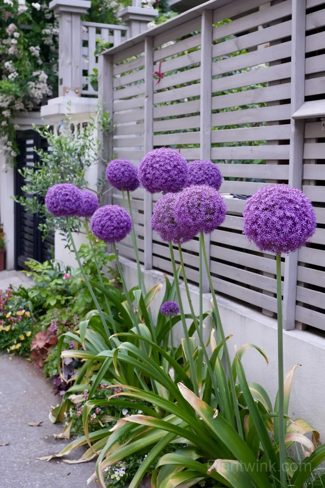 Allium Giganteum Bulbs – Giant Purple Globe Flowers for Garden Borders, Containers & Dried Floral Displays - View 1
