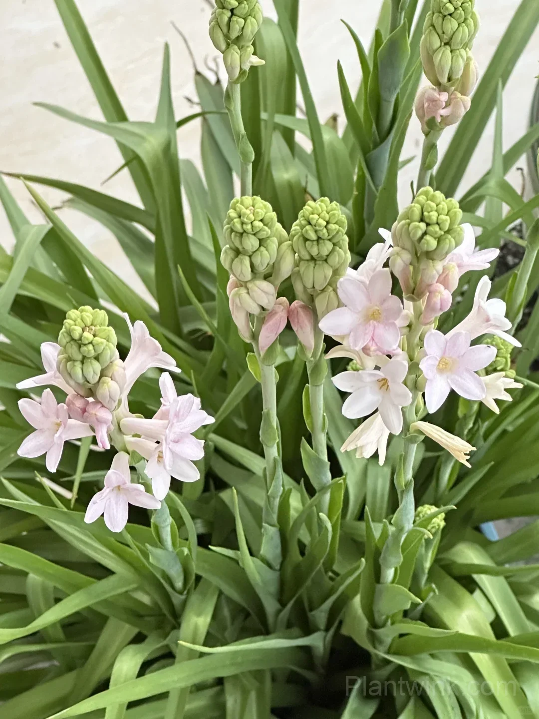 Tuberose Bulbs – Intensely Fragrant White Spikes for Night Gardens, Patio Planters & Perfume-Inspired Bouquets - View 2