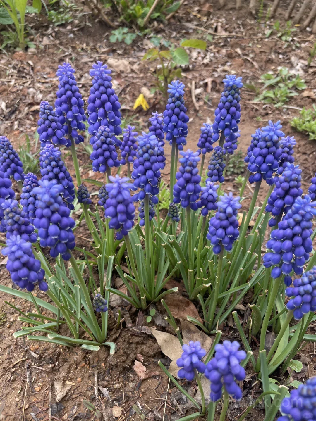 Grape Hyacinth Bulbs (Muscari) – Fragrant Blue Spring Flowers for Garden, Pots & Borders detail manual selection