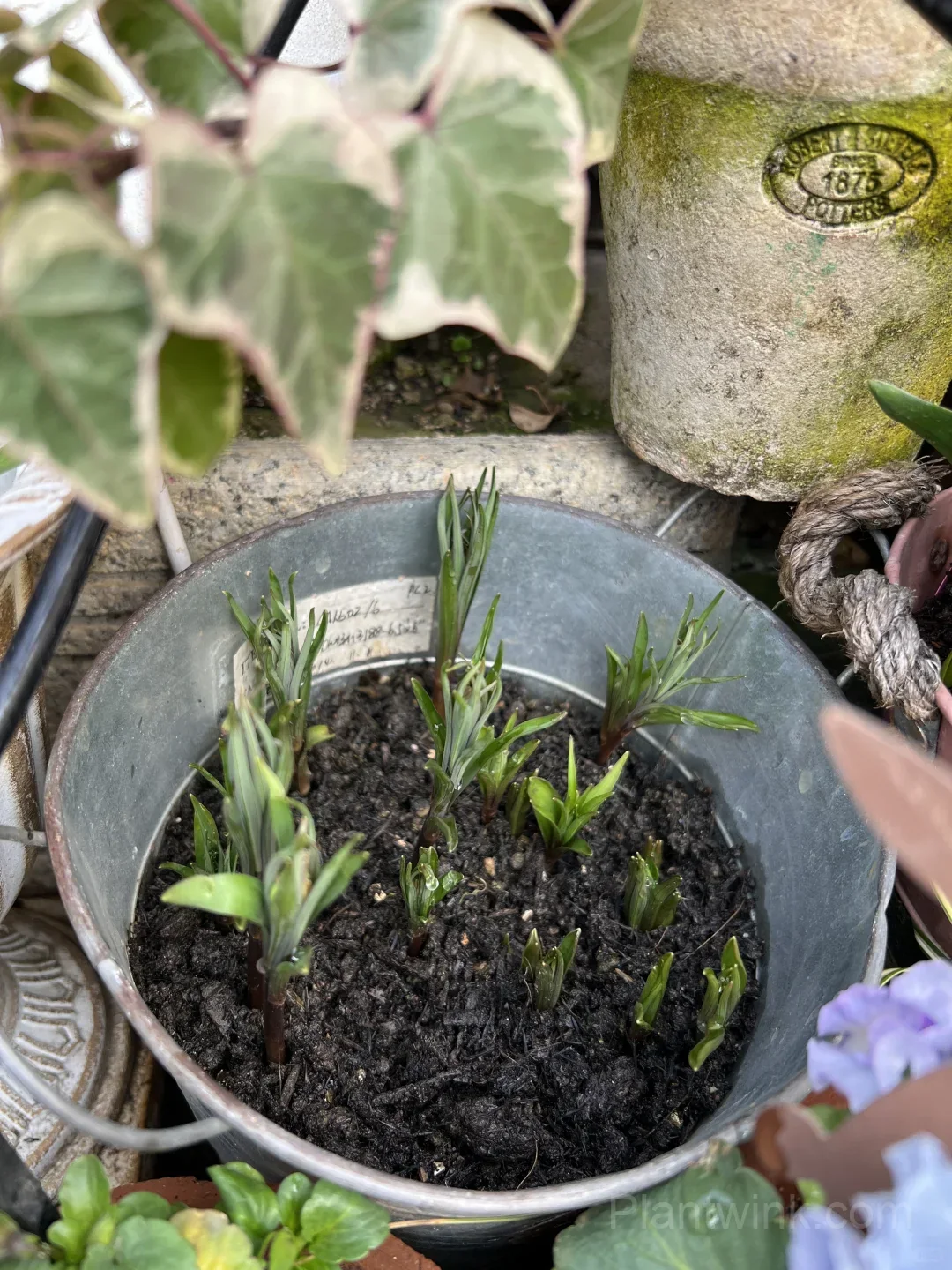 Fritillaria Thunbergii Bulbs – Rare Bell-Shaped Checkered Flowers for Woodland Gardens, Containers & Naturalized Landscapes - View 7