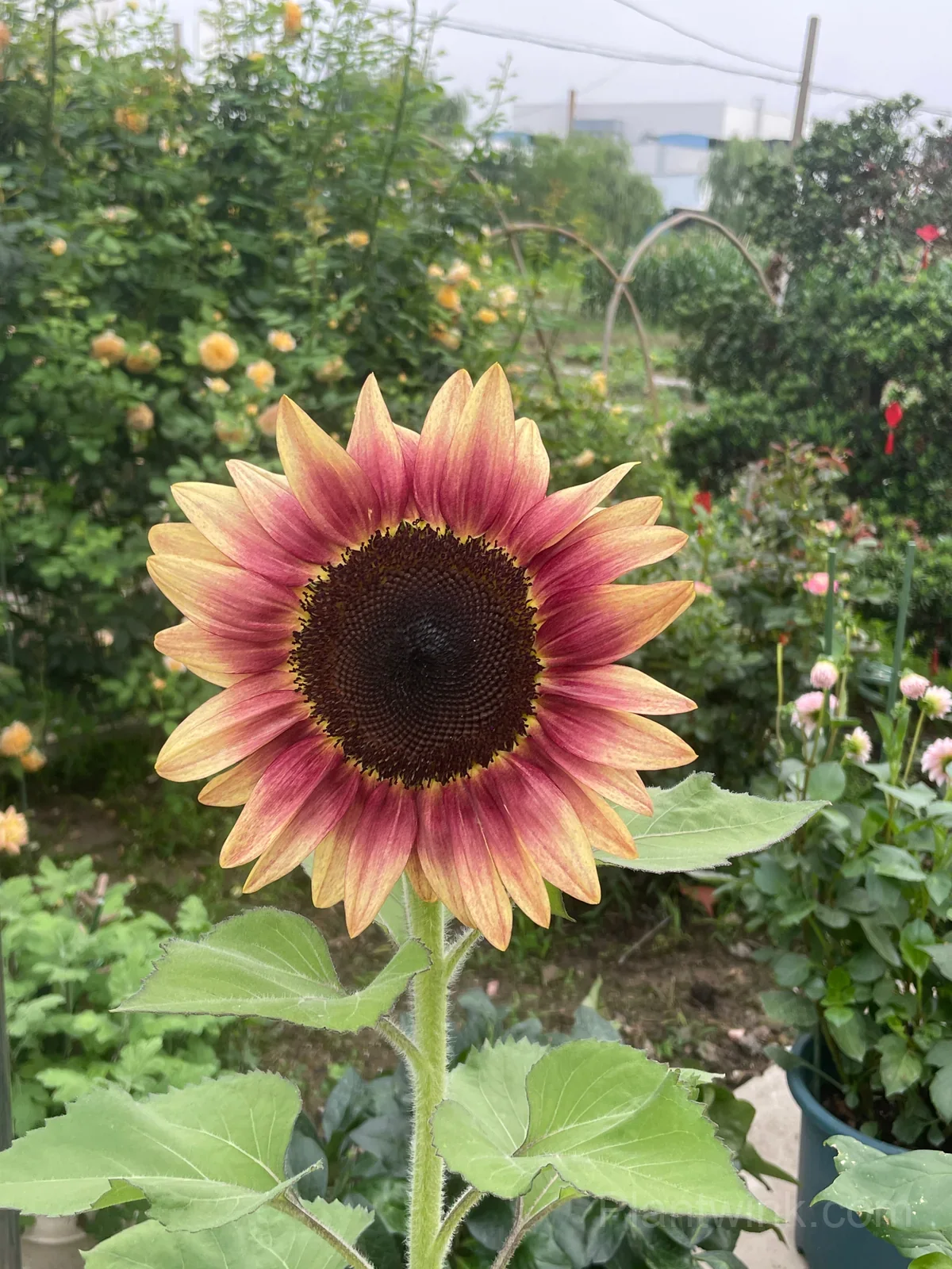 Lemon Blush Sunflower Seeds – Unique Yellow & Red Flowers for Garden & Home Growing - View 3