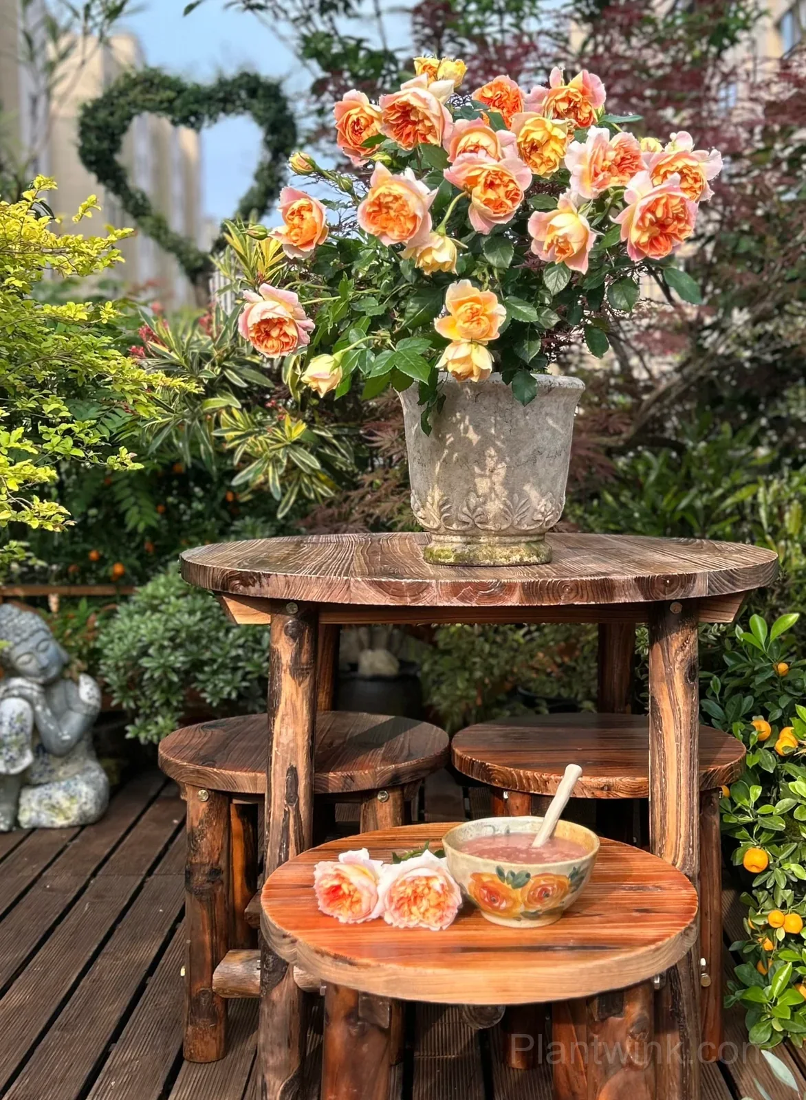 Pumpkin Orange Rose Seeds – Vibrant Orange Blooms, Easy to Grow & Fragrant - View 3
