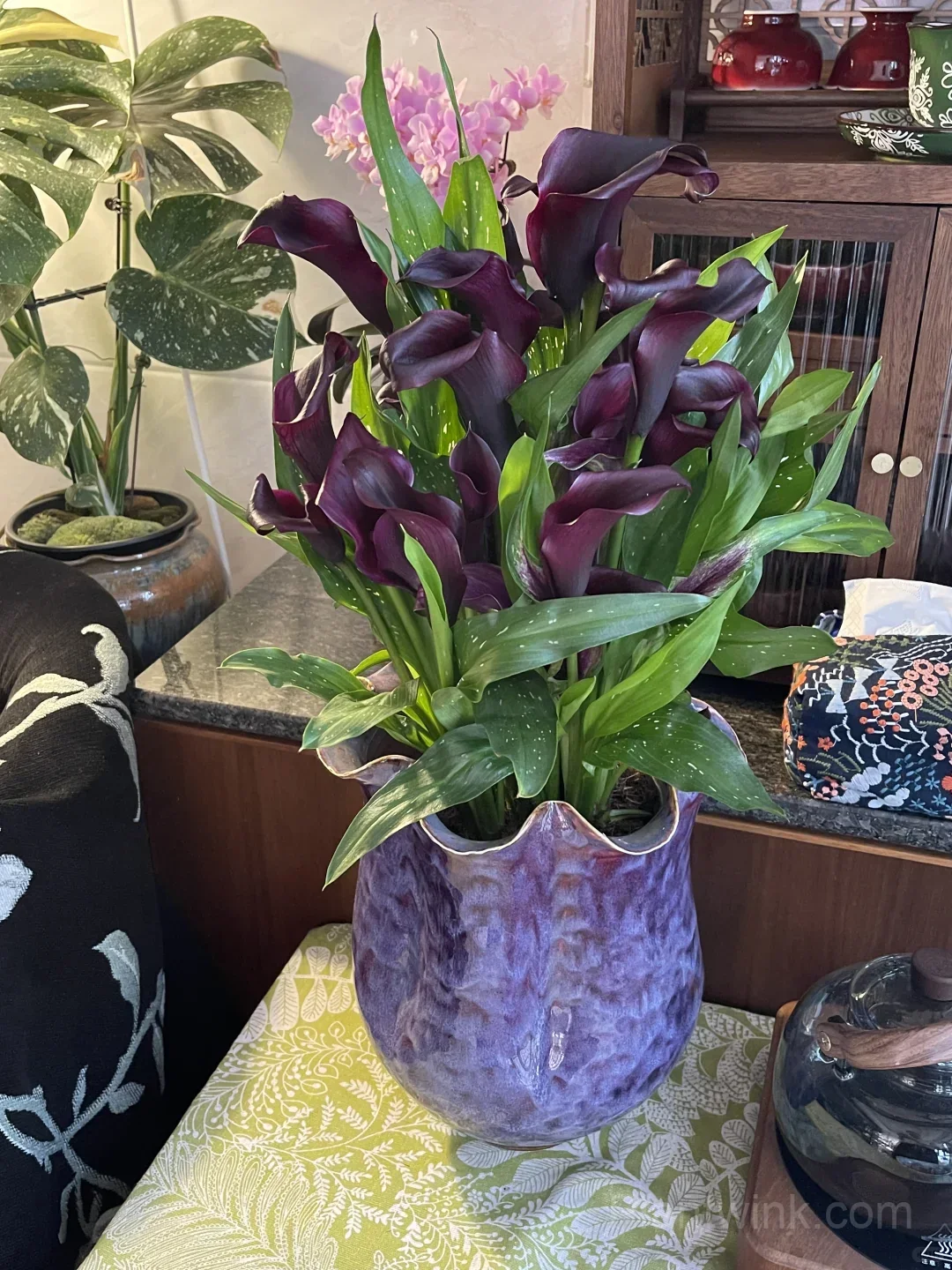 Calla Lily Bulbs – Elegant Trumpet-Shaped Blooms for Garden Beds, Patio Containers & Cut Flower Arrangements - View 2