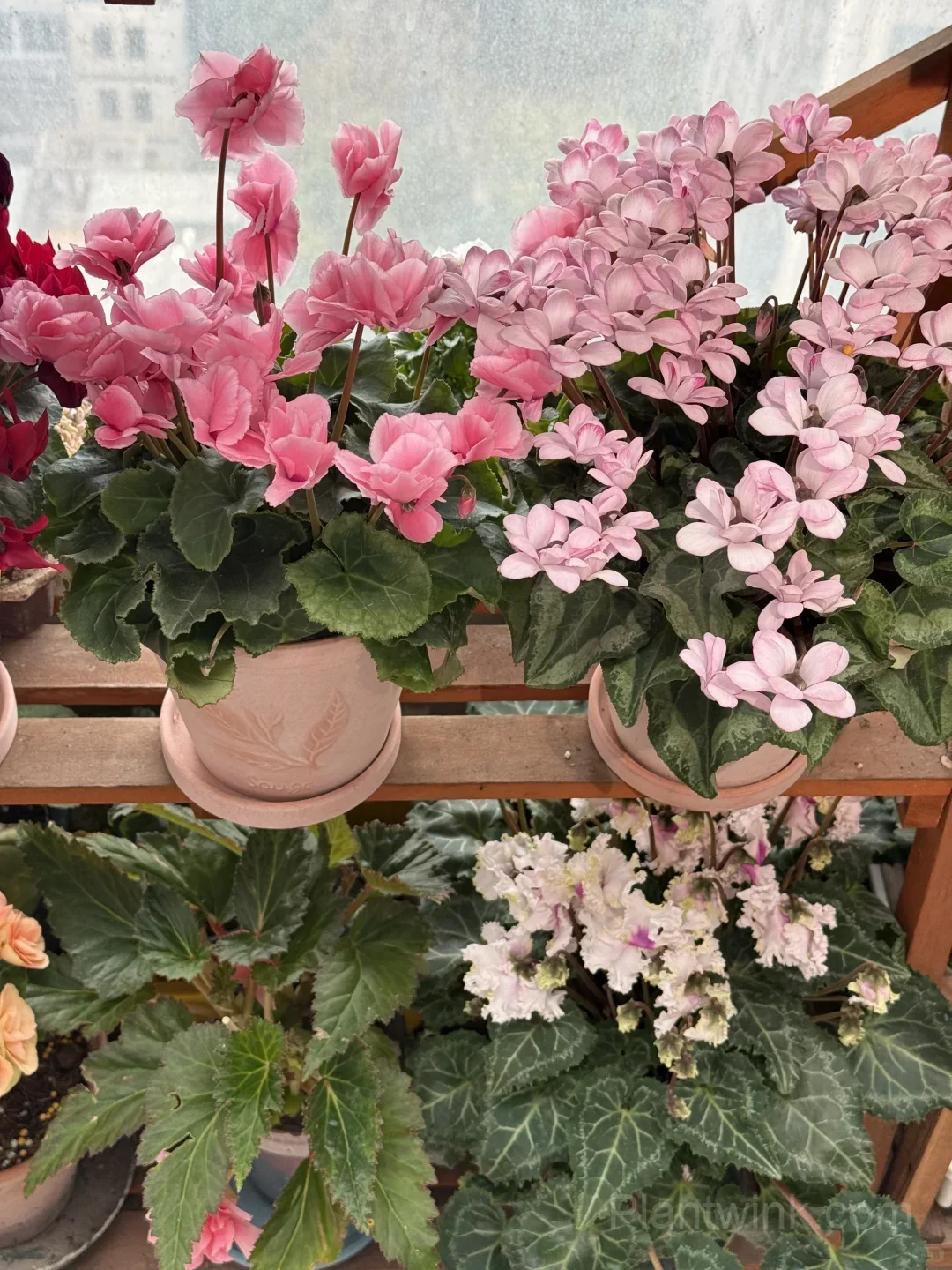 Cyclamen Bulbs– Easy-to-Grow Winter Bloomers for Indoor Pots, Balcony Planters & Holiday Decor detail manual selection