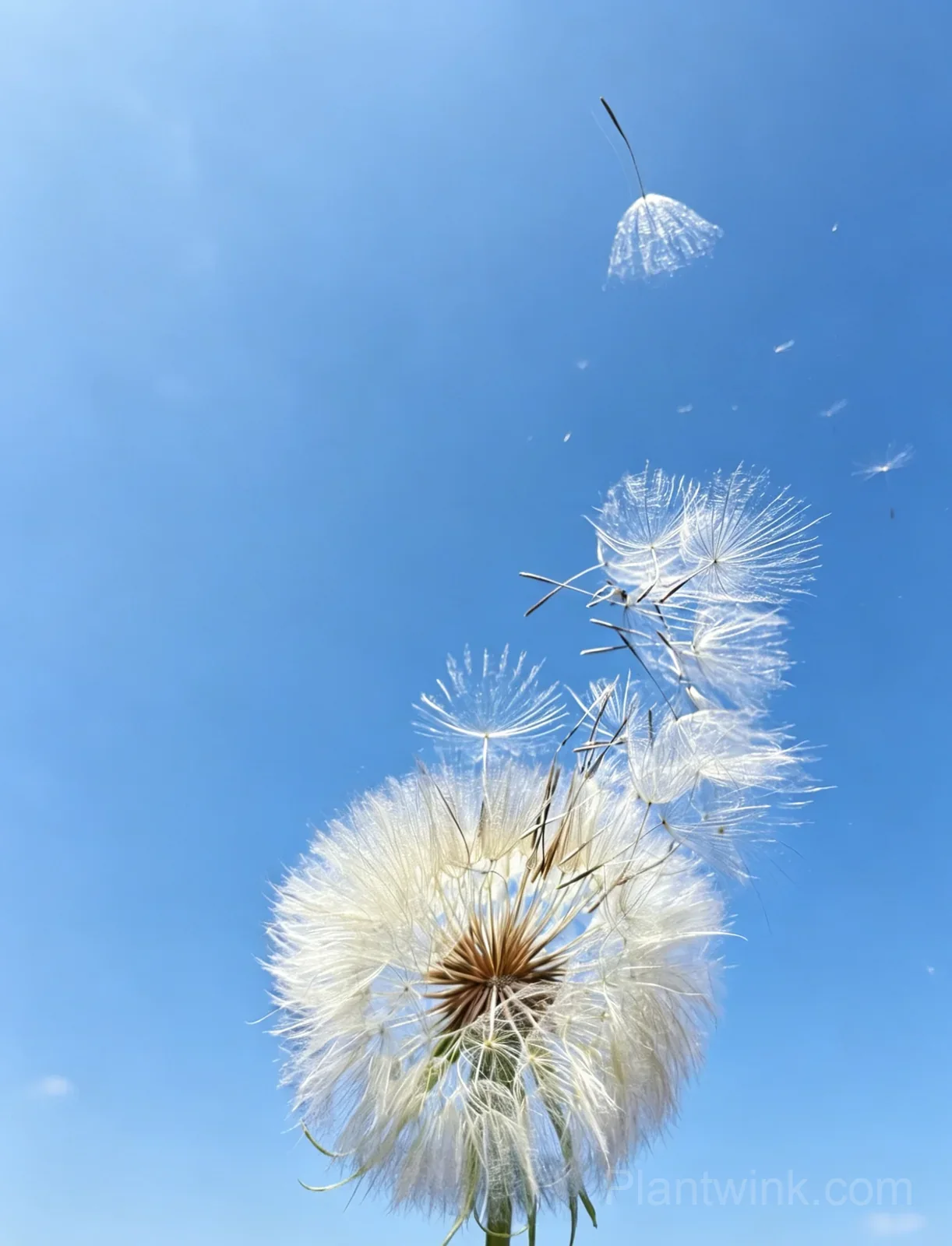 Giant Dandelion Seeds – Large Flower Seeds for Garden, Lawn & Home Growing - View 2
