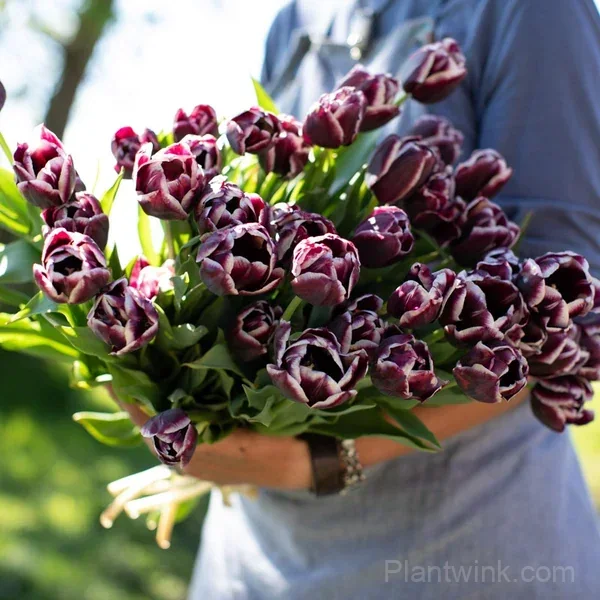Purple & White Double Tulip Bulbs – Elegant Spring Blooms for Garden & Home - View 2