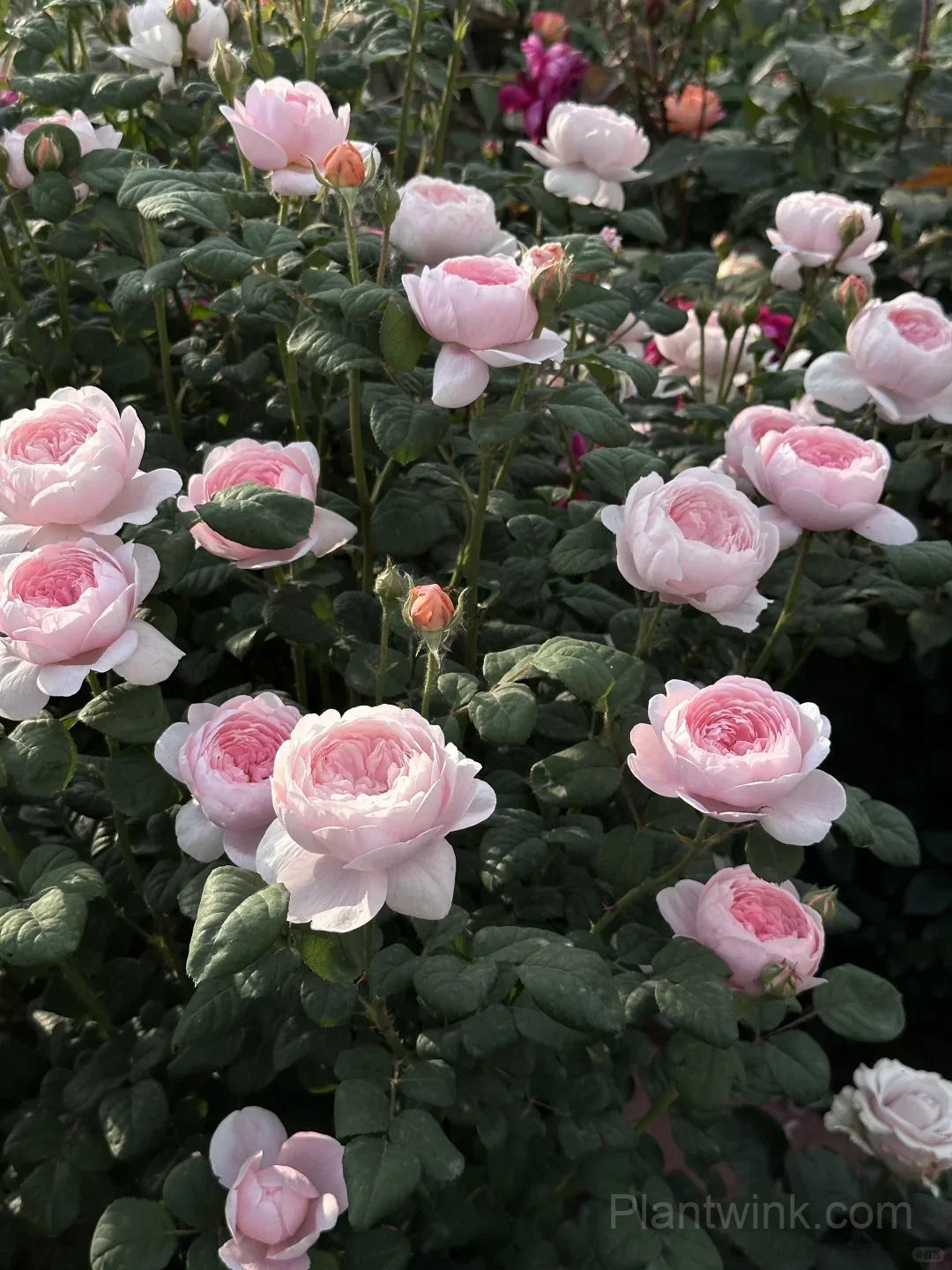 Queen of Sweden Rose Seeds – Soft Pink Roses for Garden, Patio & Home Growing - View 2