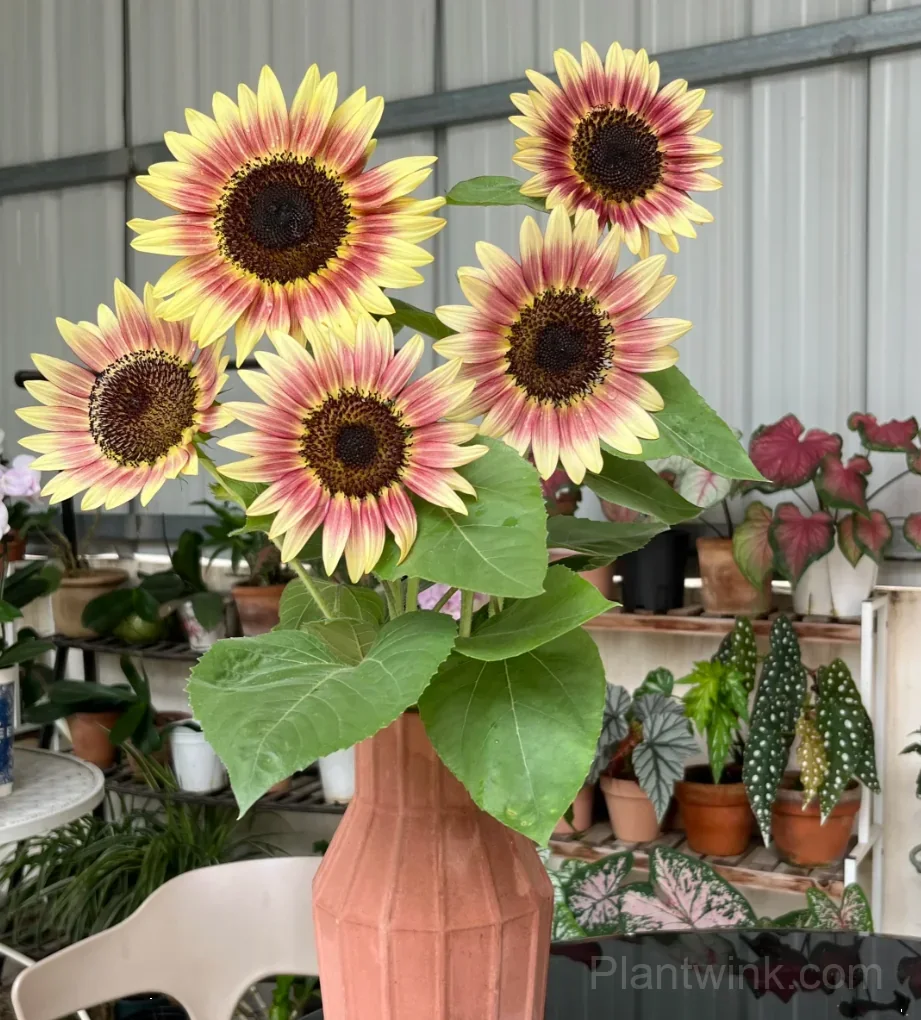 Ruby Sunflower Seeds – Stunning Red Blooms, Easy to Grow & High Germination - View 2