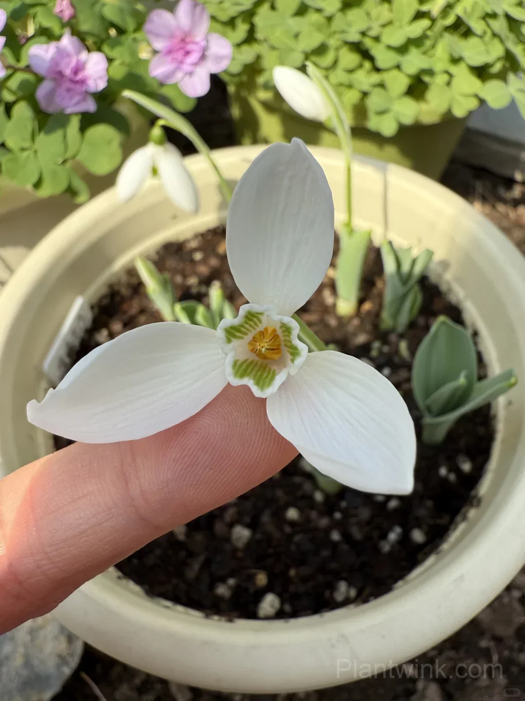 Snowdrop Bulbs (Galanthus) – Hardy White Spring Flowers for Garden, Pots & Landscaping detail manual selection