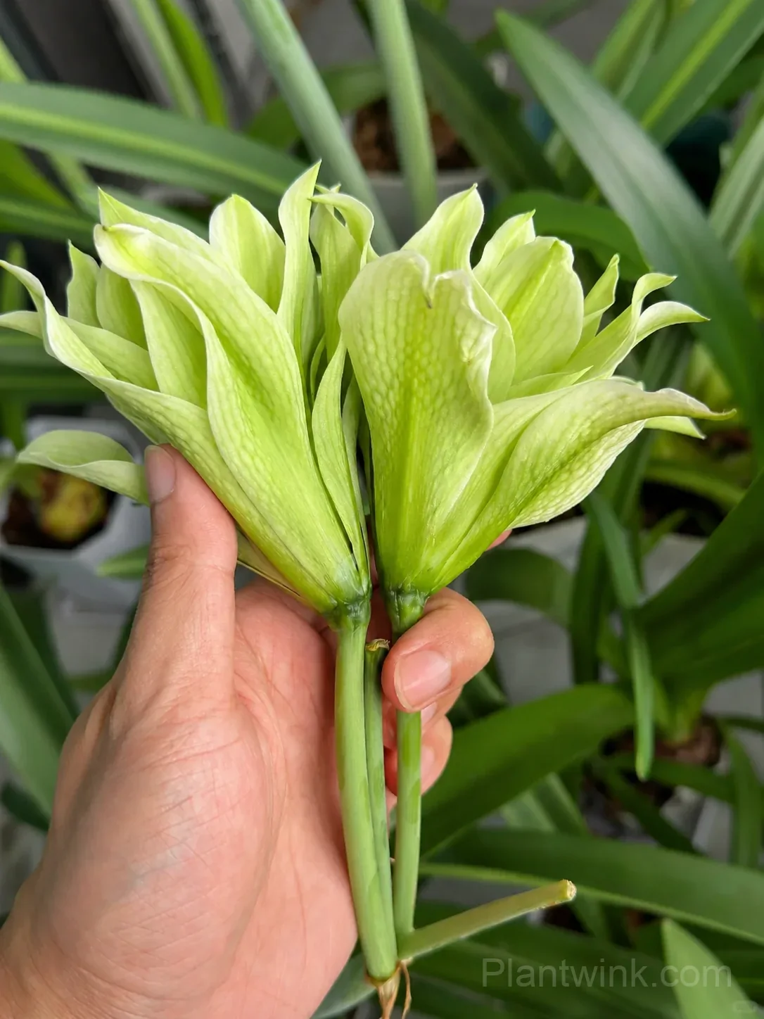 Green Amaryllis Bulbs – Unique Green Flowering Bulbs for Indoor & Garden Growing - Main