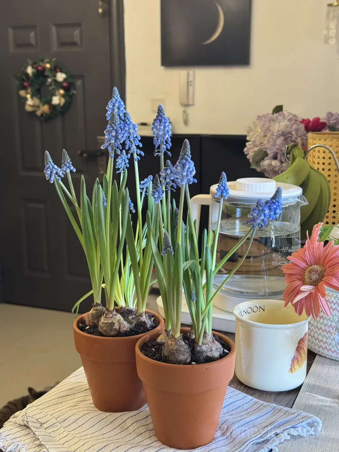 Grape Hyacinth Bulbs (Muscari) – Fragrant Blue Spring Flowers for Garden, Pots & Borders detail manual selection