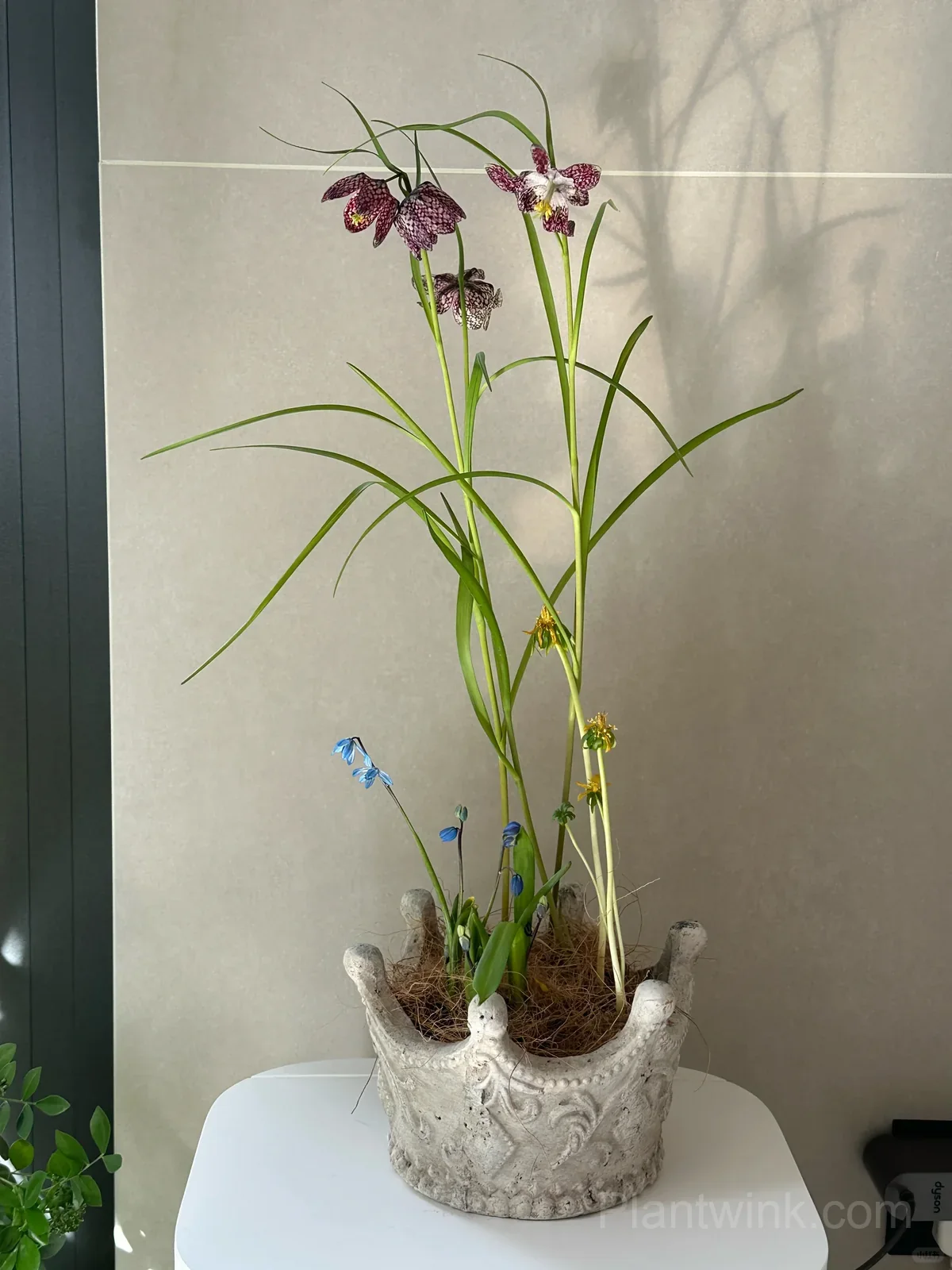 Fritillaria Meleagris Bulbs – Unique Checkered Spring Flowers for Gardens, Containers & Naturalizing - View 5