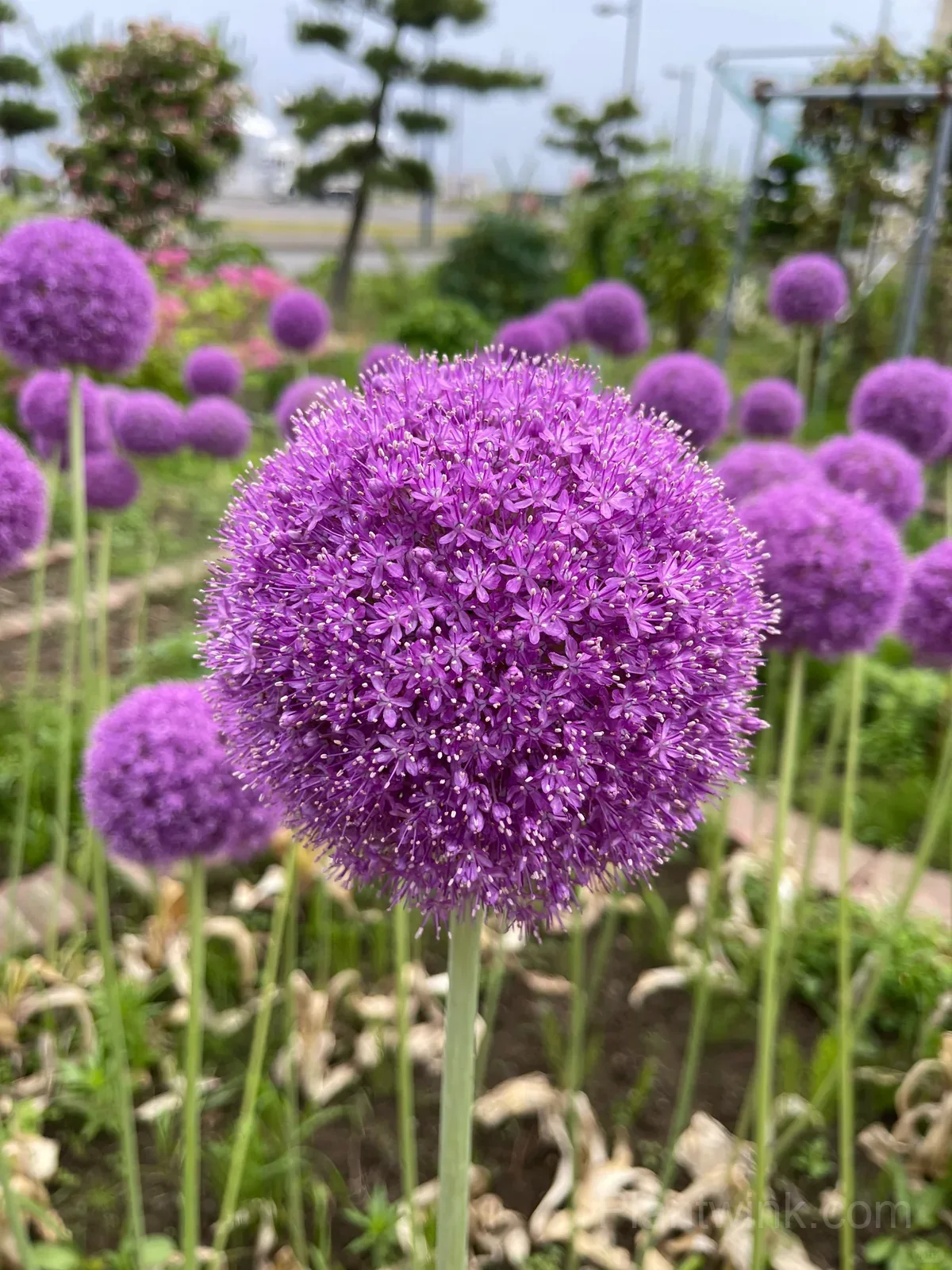 Allium Giganteum Bulbs – Giant Purple Globe Flowers for Garden Borders, Containers & Dried Floral Displays detail manual selection