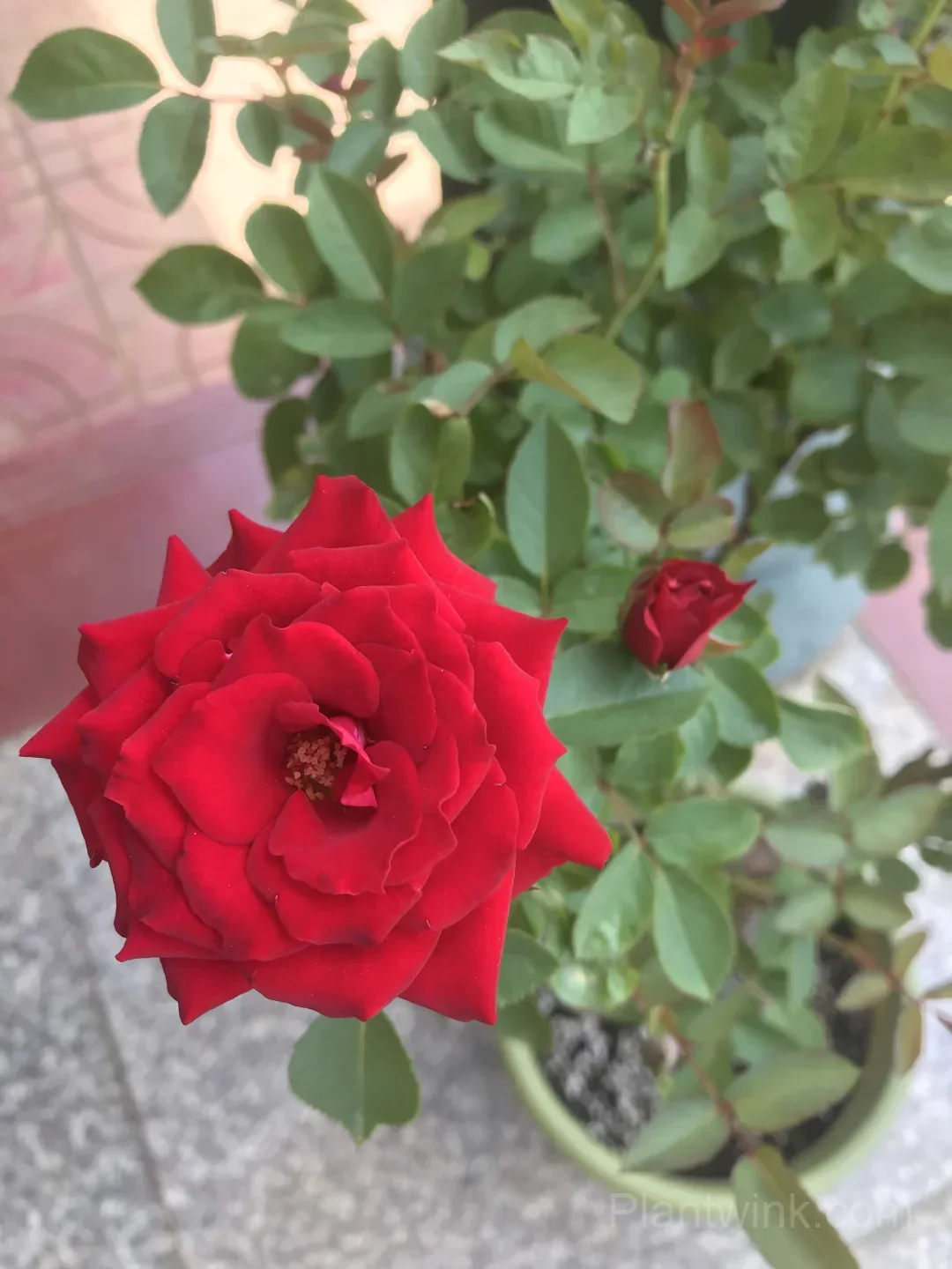 Red Velvet Rose Seeds - Dark Red Hybrid Tea Cut Flower, Velvet Petals & Long Vase Life - View 2
