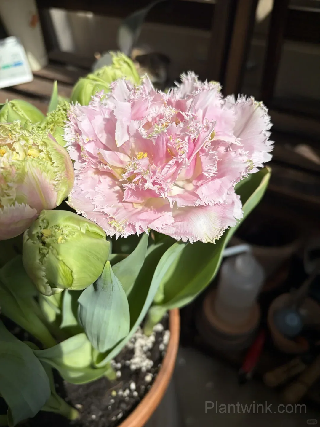 Pink Fringed Tulip Bulbs – Elegant Double-Layered Petals for Garden & Patio - View 3