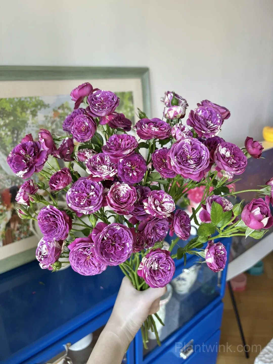 Scented Jewel Rose Seeds - Rare Purple & White Striped Miniature Rose, Strong Fragrant Patio Plant - View 3