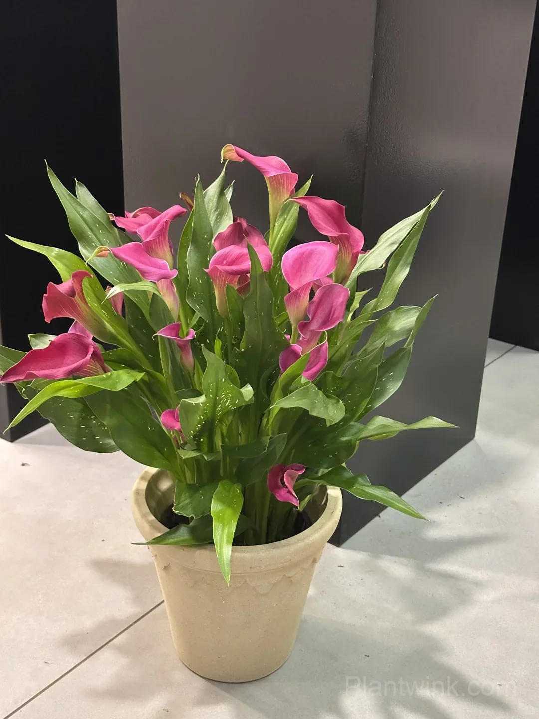 Calla Lily Bulbs – Elegant Trumpet-Shaped Blooms for Garden Beds, Patio Containers & Cut Flower Arrangements - View 1