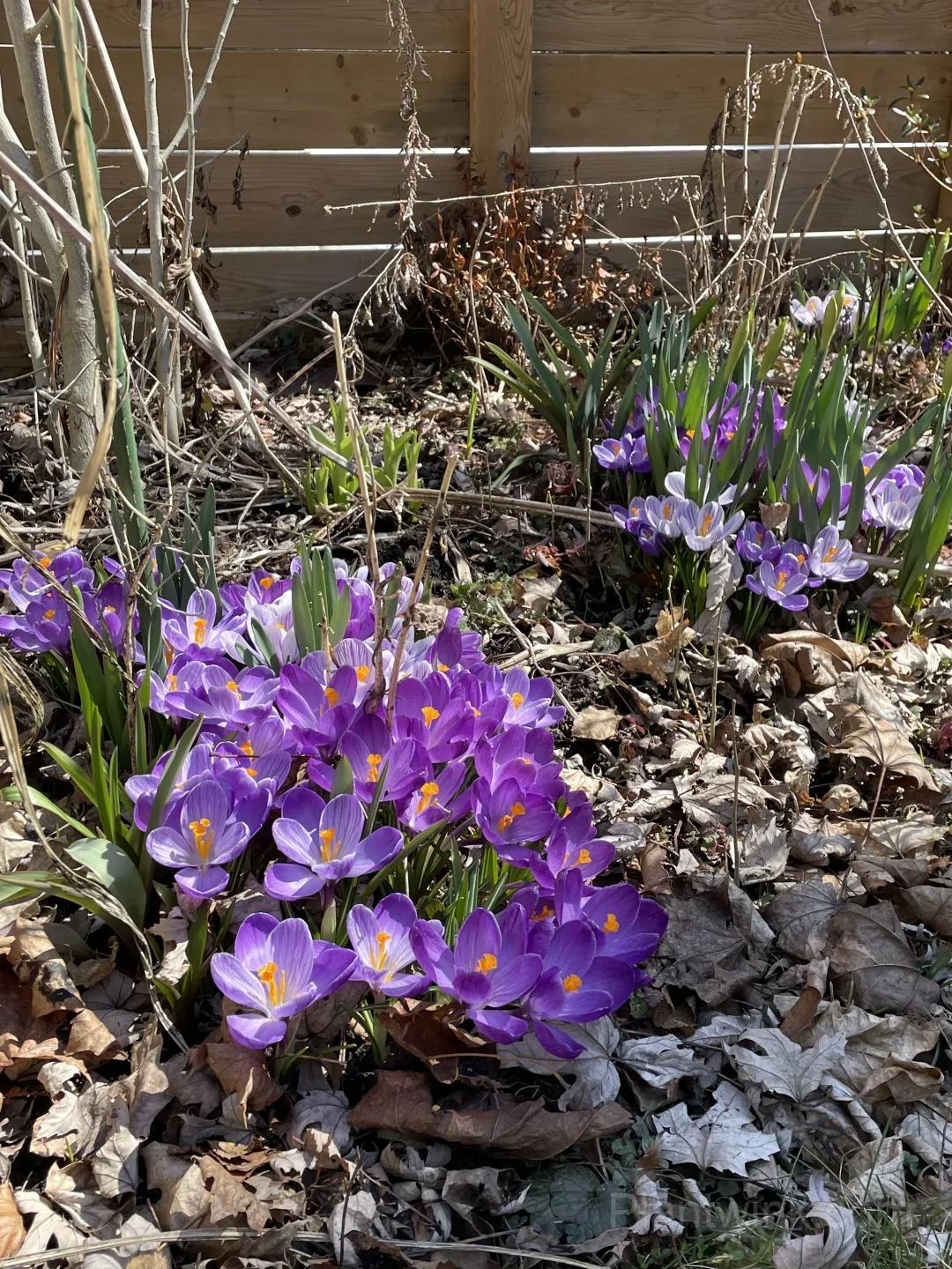 Crocus Bulbs – Colorful Spring Flowers for Garden, Pots & Landscaping - View 3