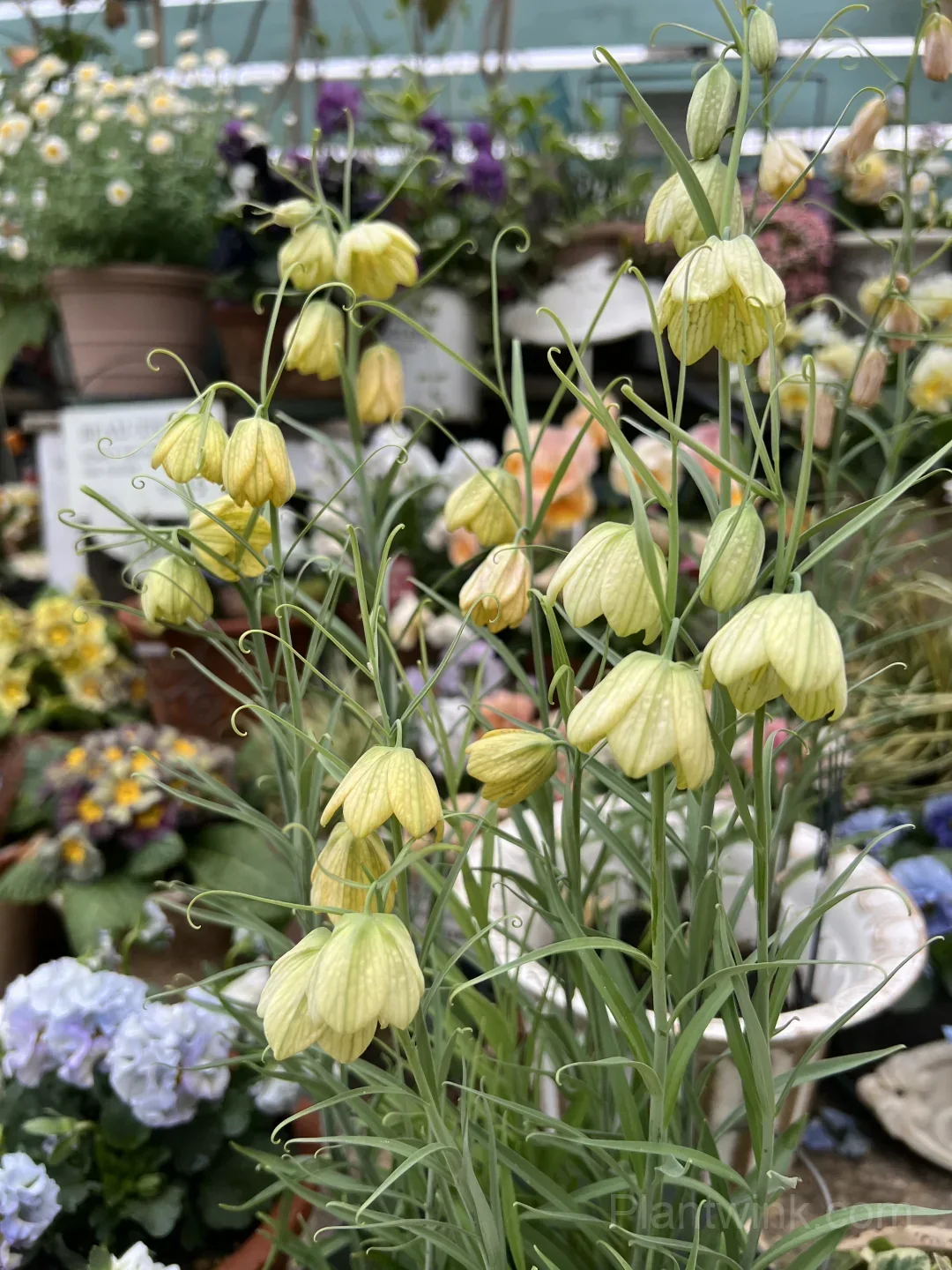 Fritillaria Thunbergii Bulbs – Rare Bell-Shaped Checkered Flowers for Woodland Gardens, Containers & Naturalized Landscapes - View 2