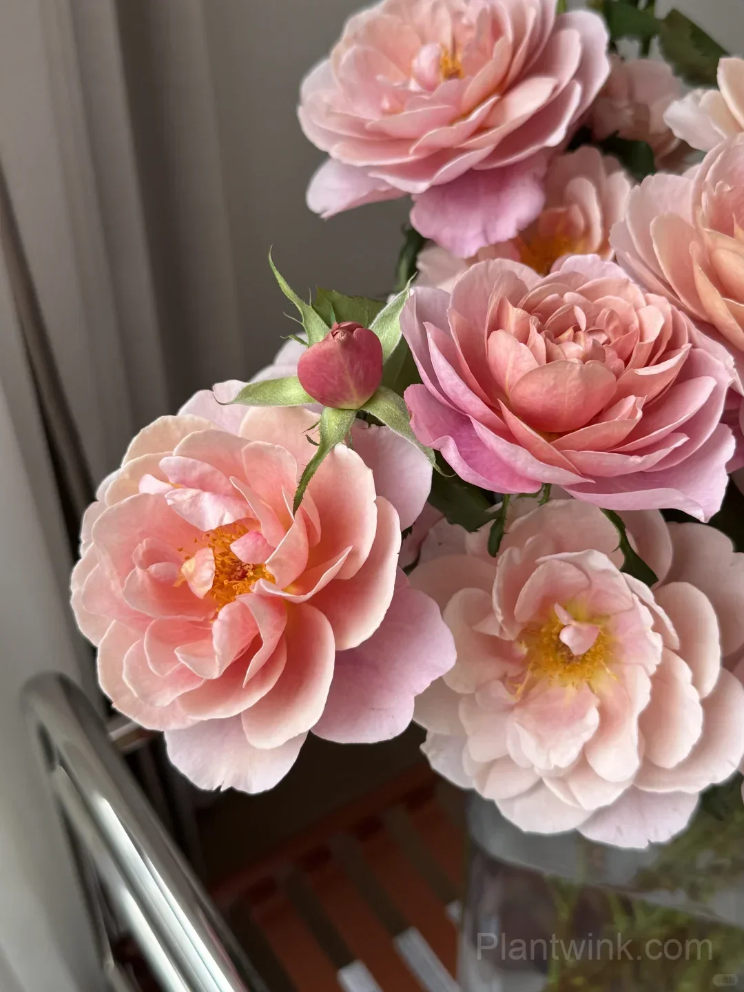 Distant Drums Rose Seeds - Rare Color-Changing Mauve & Bronze Shrub, Strong Myrrh Fragrance - View 5