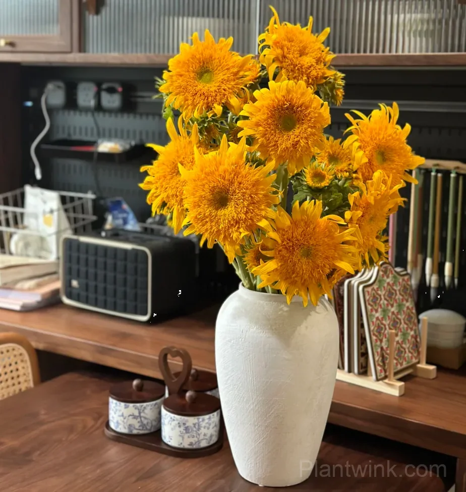 Teddy Bear Sunflower Seeds – Dwarf Double Blooms, Easy to Grow & High Germination - View 2